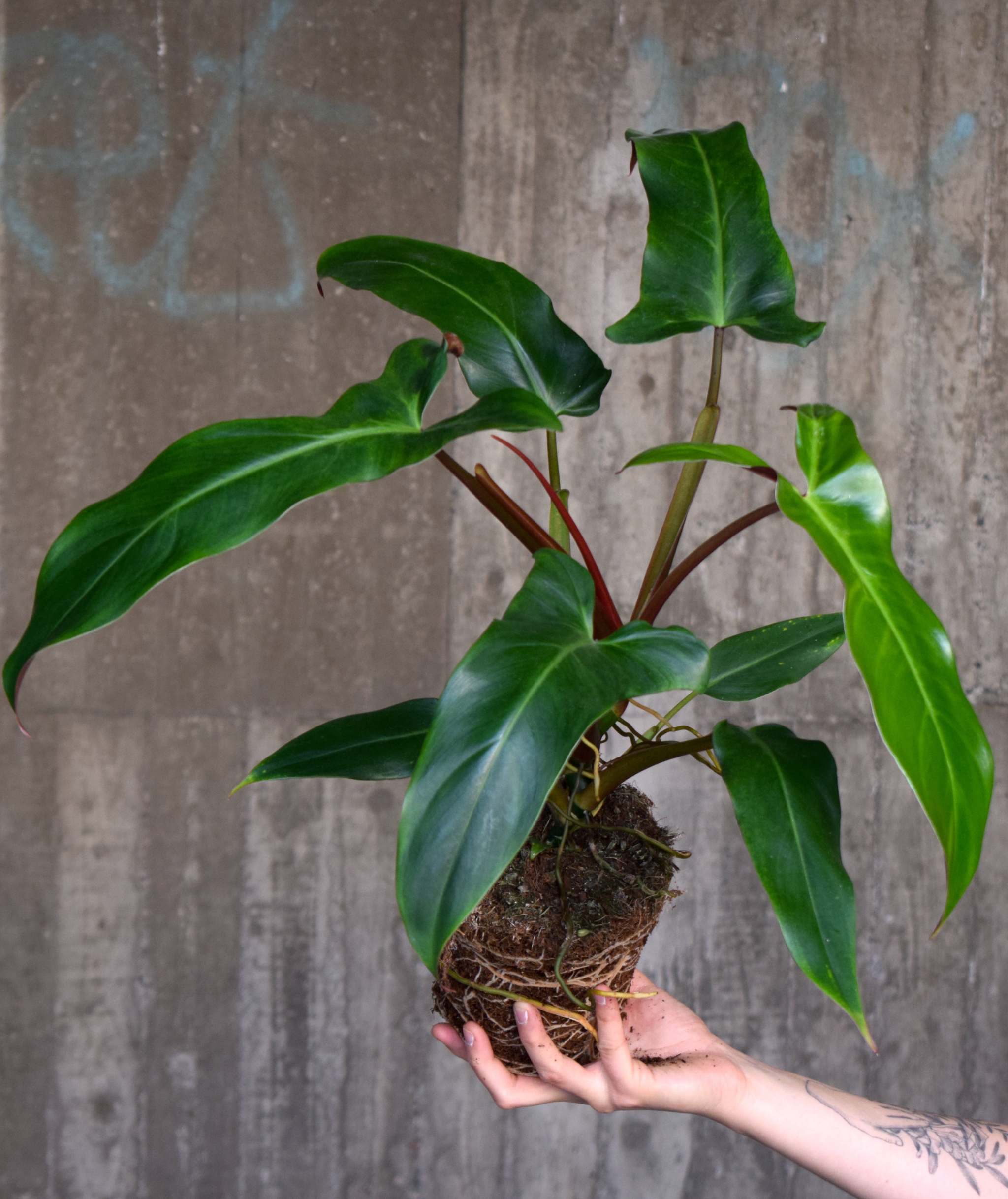 Philodendron offers Mexicanum unrooted top cut