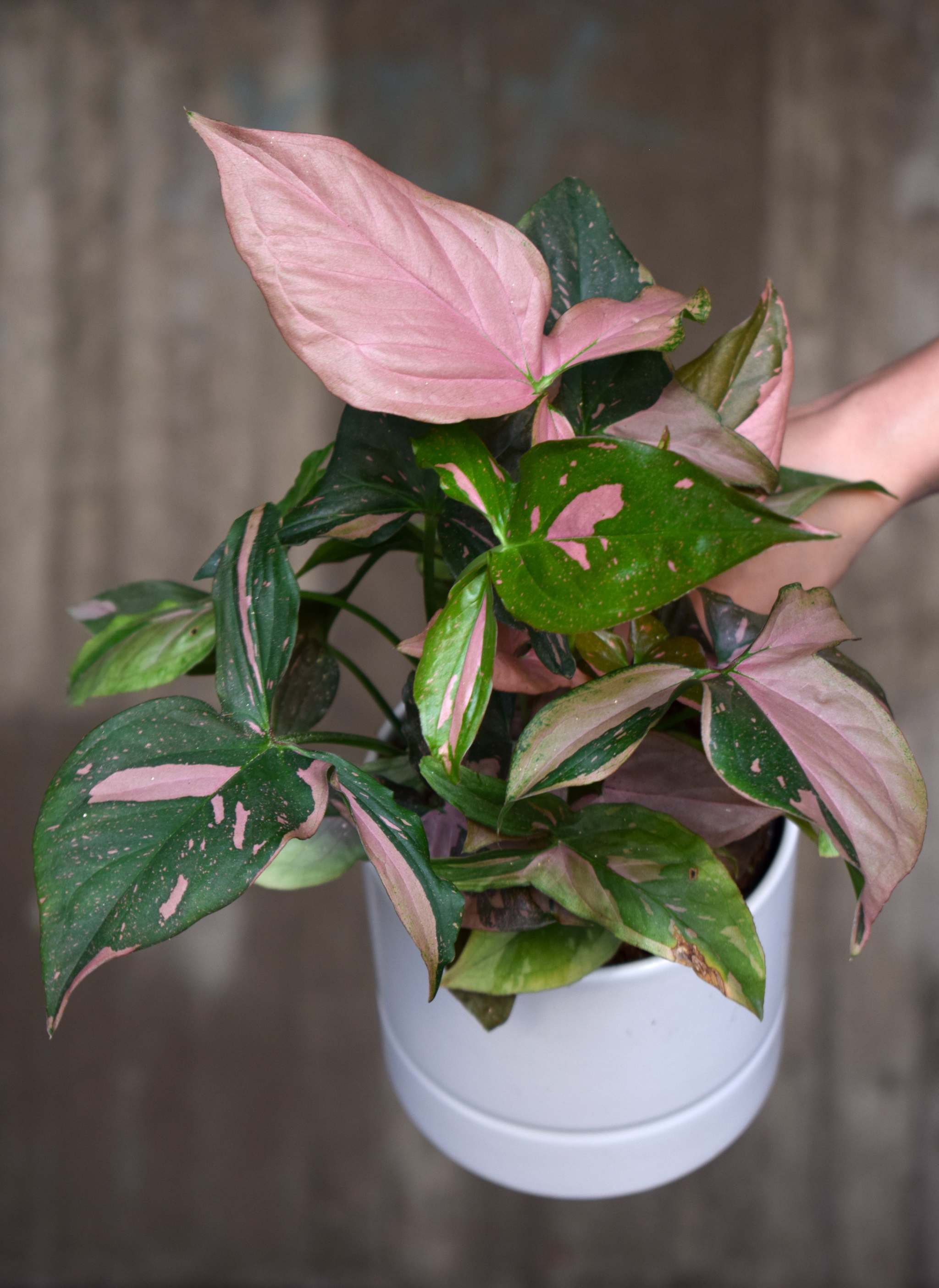 Pink Splash Syngonium online