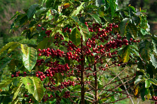 Kaffeplanta skötsel