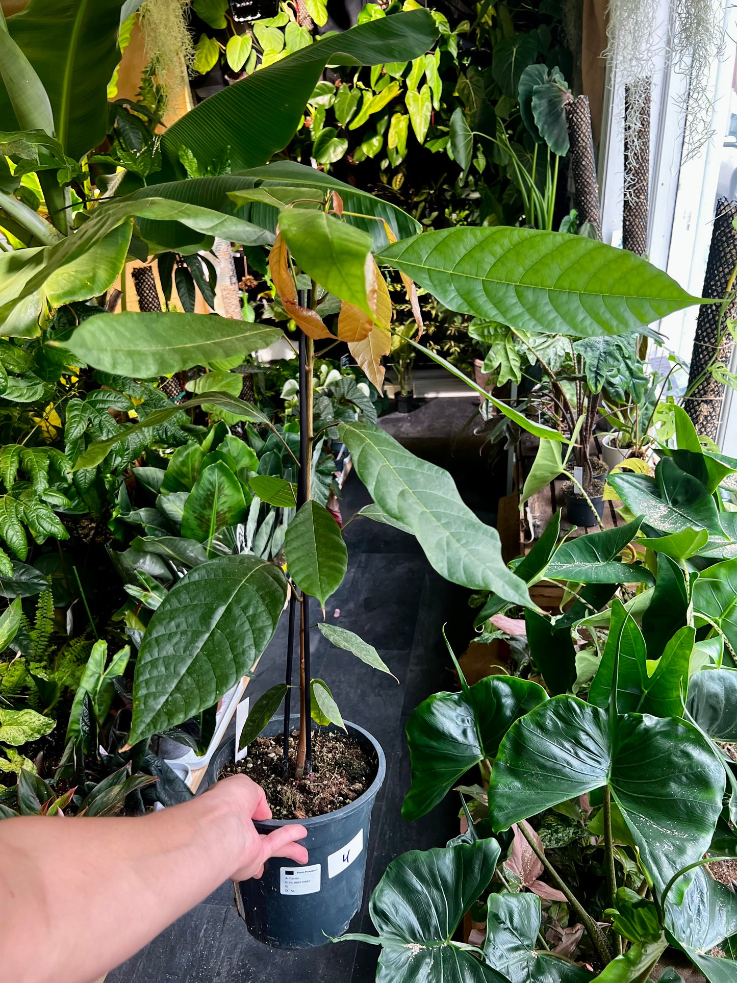 Cacao tree, 'Theobroma cacao'