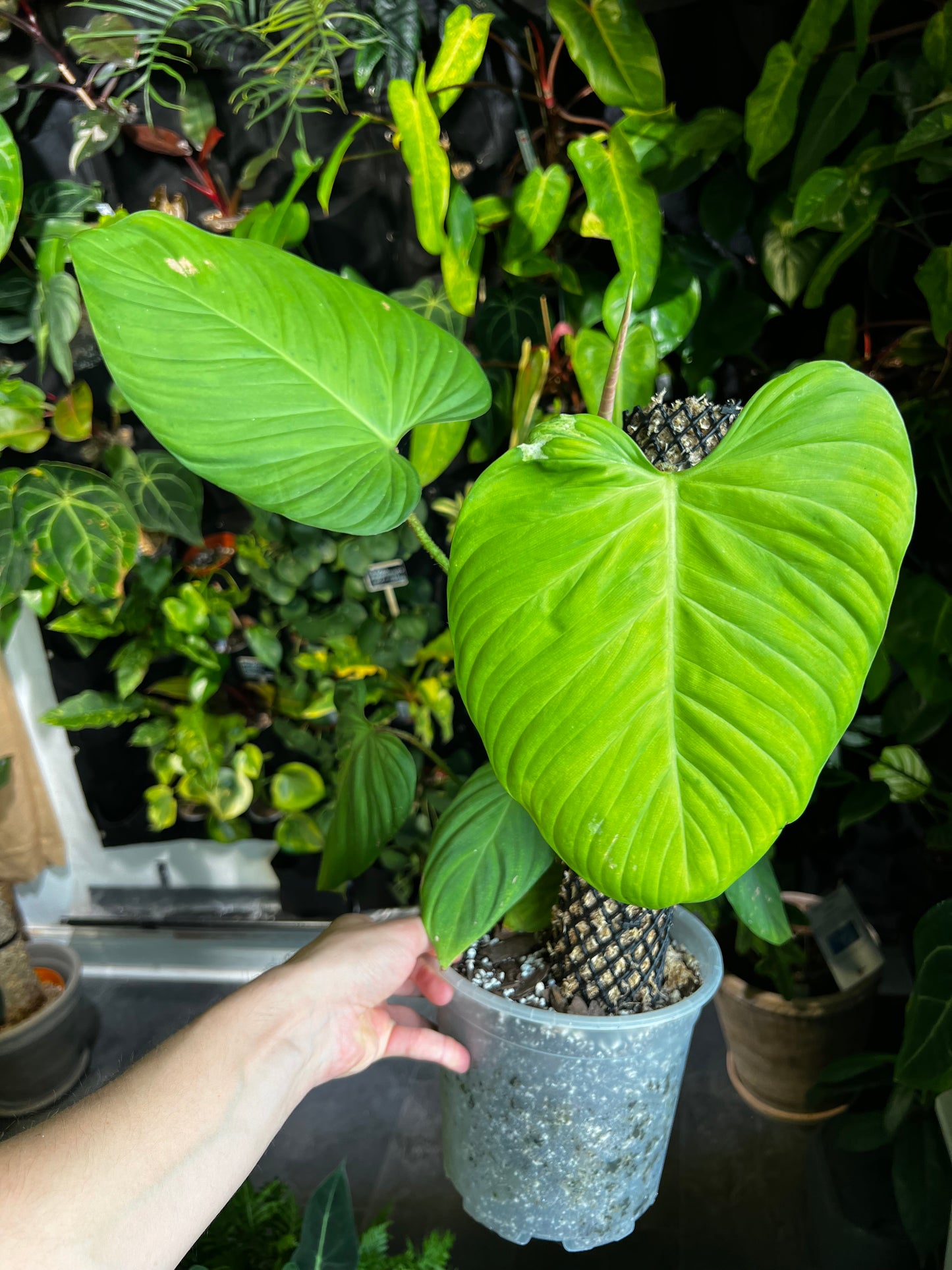 Philodendron nangaritense 'Fuzzy Petiole'