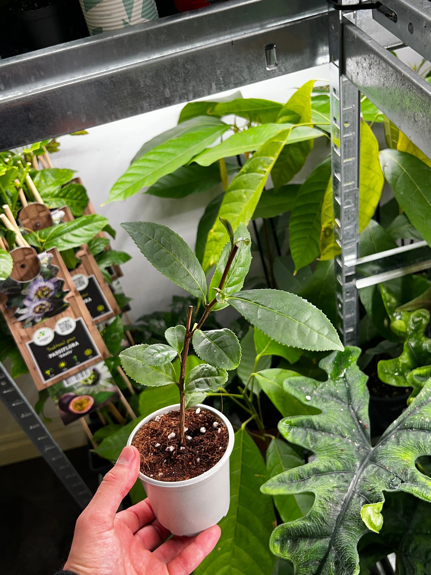 Tea Plant 'Camellia siensis'