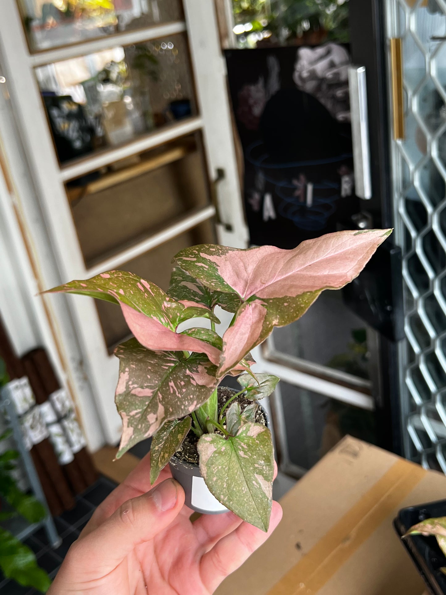 Syngonium 'Pink Splash'