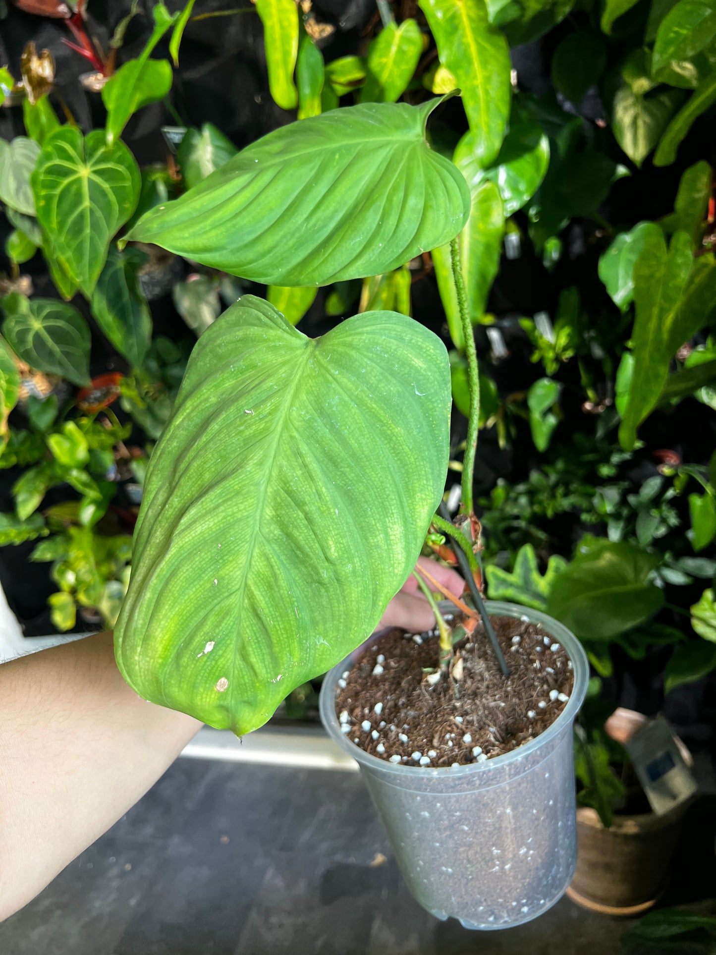 Philodendron nangaritense 'Fuzzy Petiole'