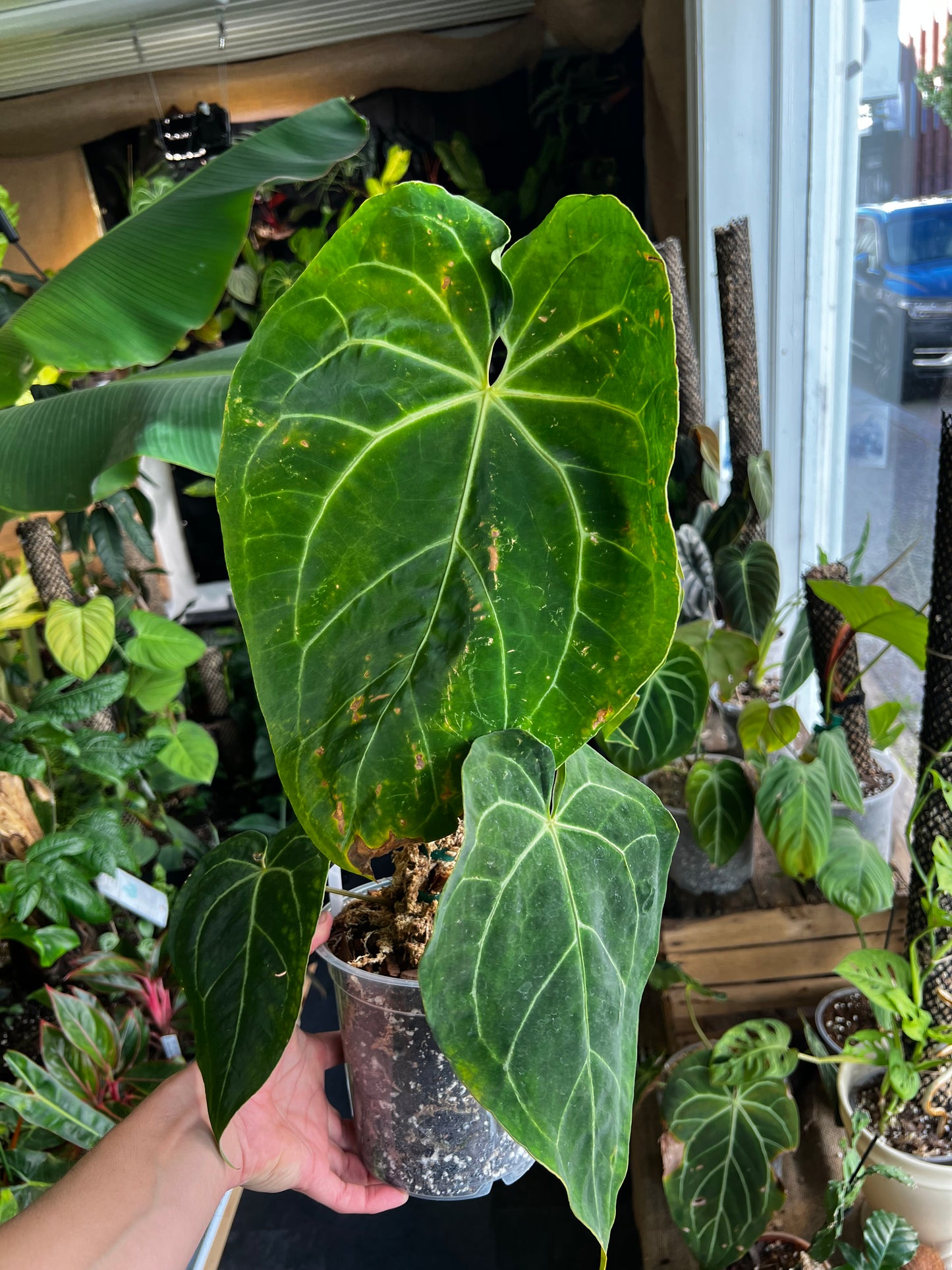 Anthurium Crystallinum