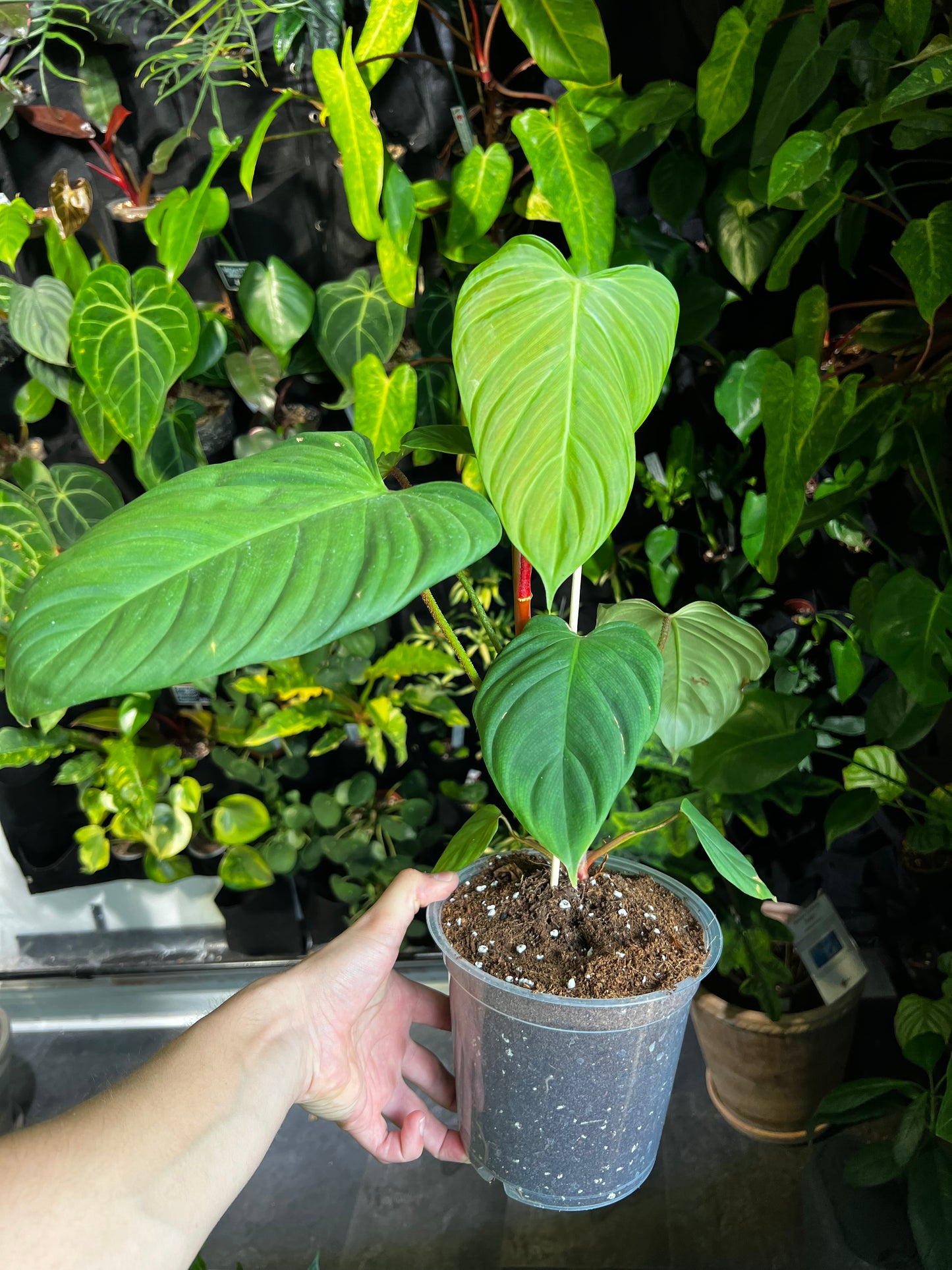 Philodendron nangaritense 'Fuzzy Petiole'