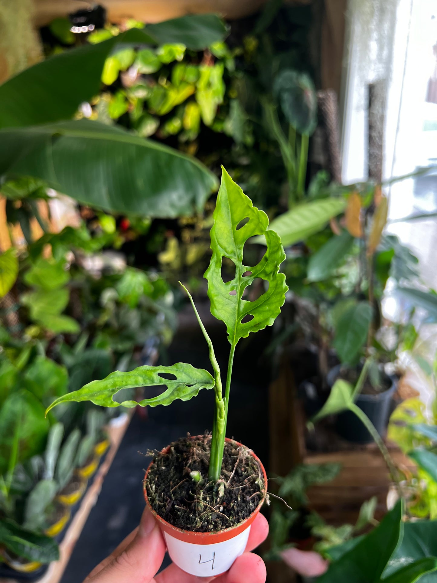 Monstera Obliqua 'Peru'