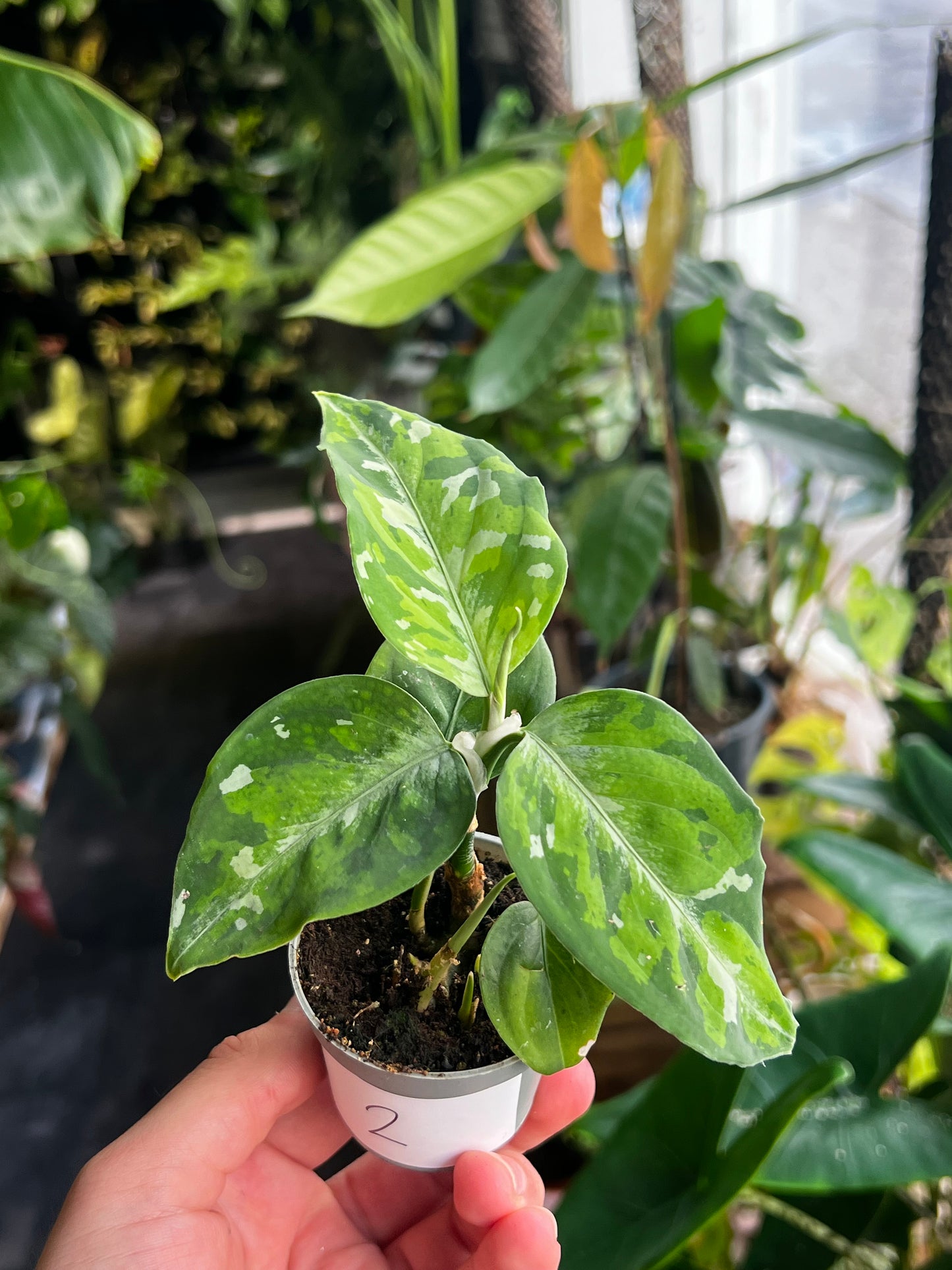 Aglaonema Tricolor 'Camouflage'