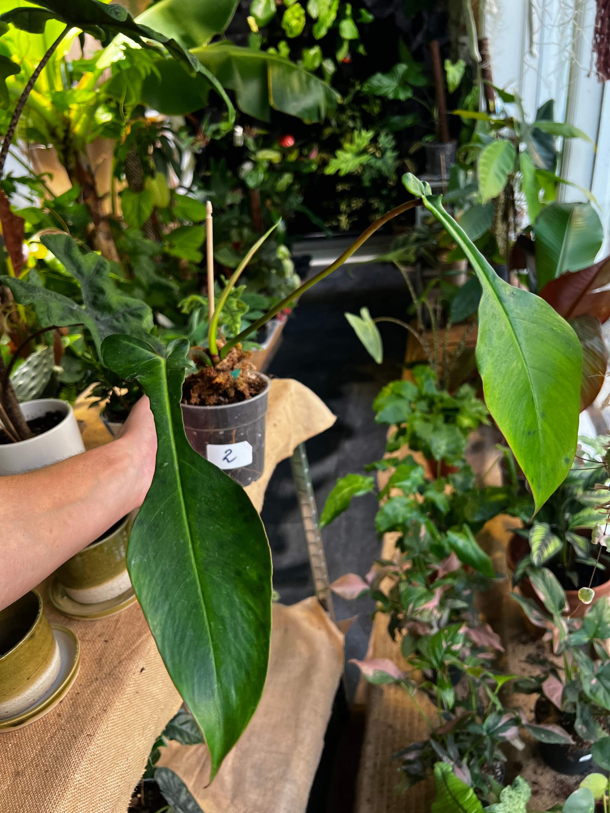 Outlet Philodendron Joepii - juvenile aroid plant