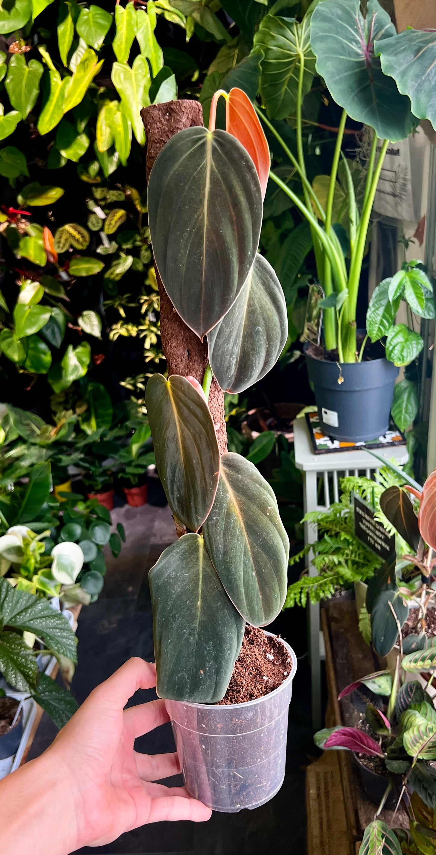 Philodendron Gigas