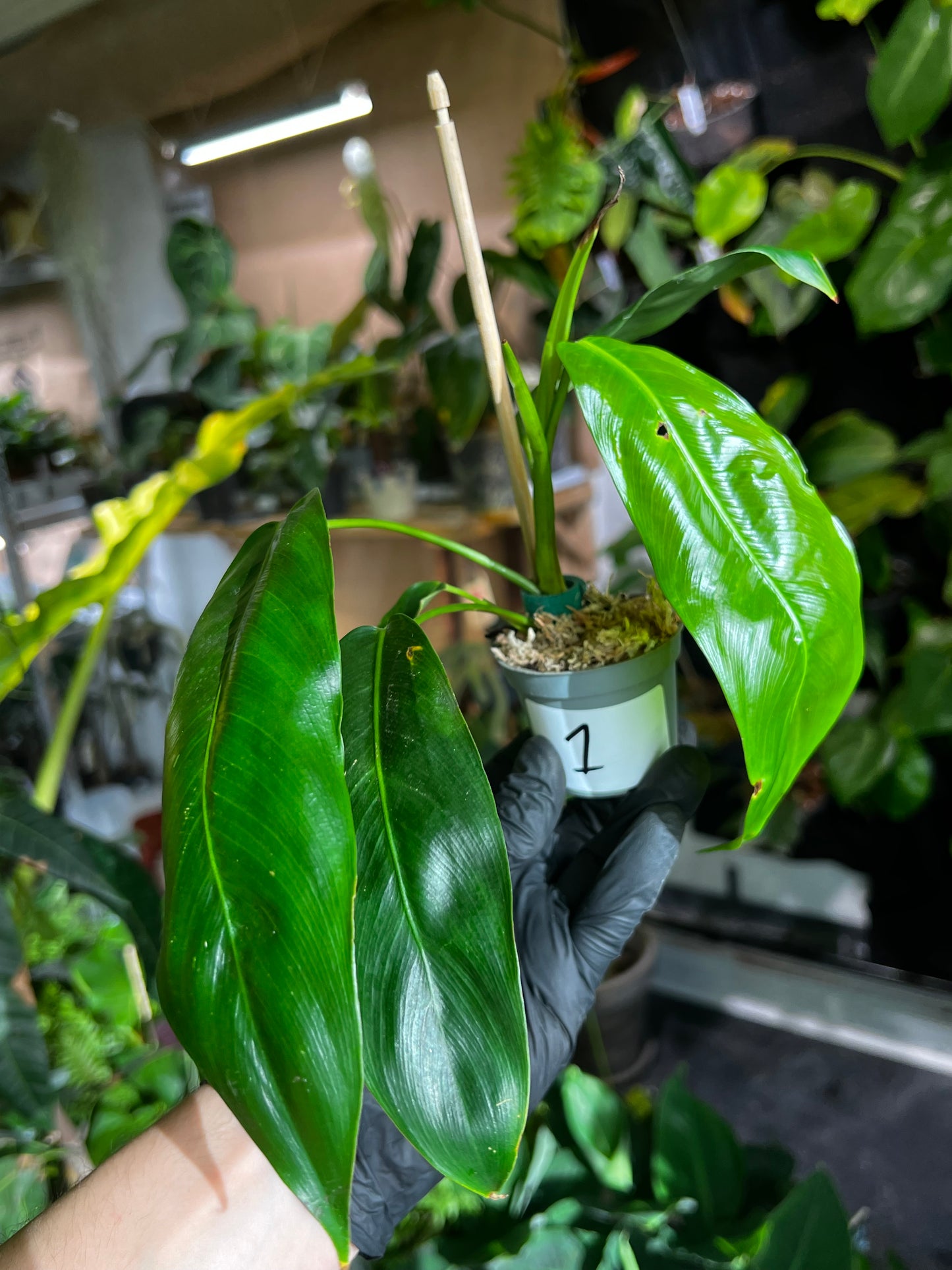 Philodendron Patriciae