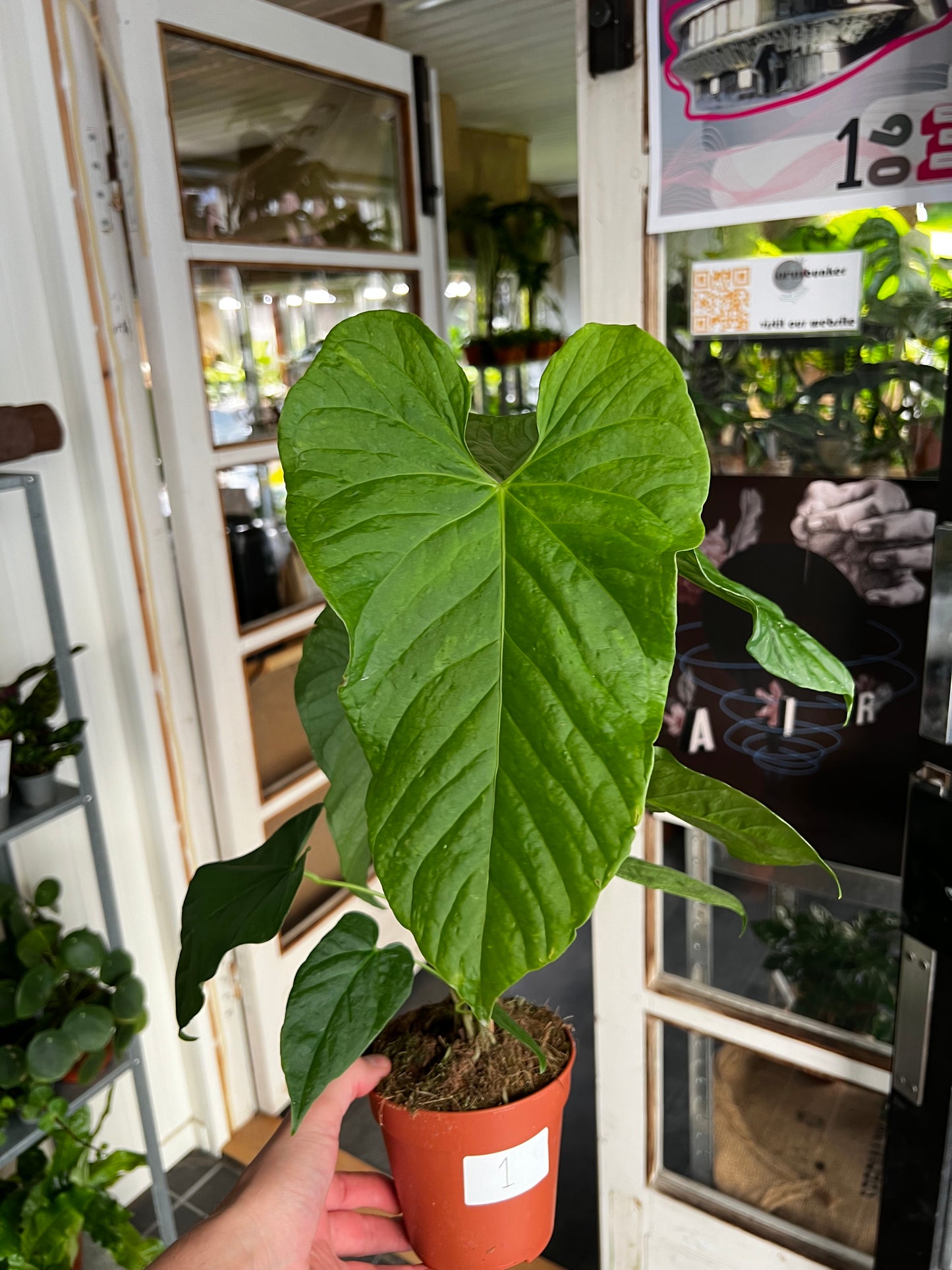 Anthurium Balaoanum