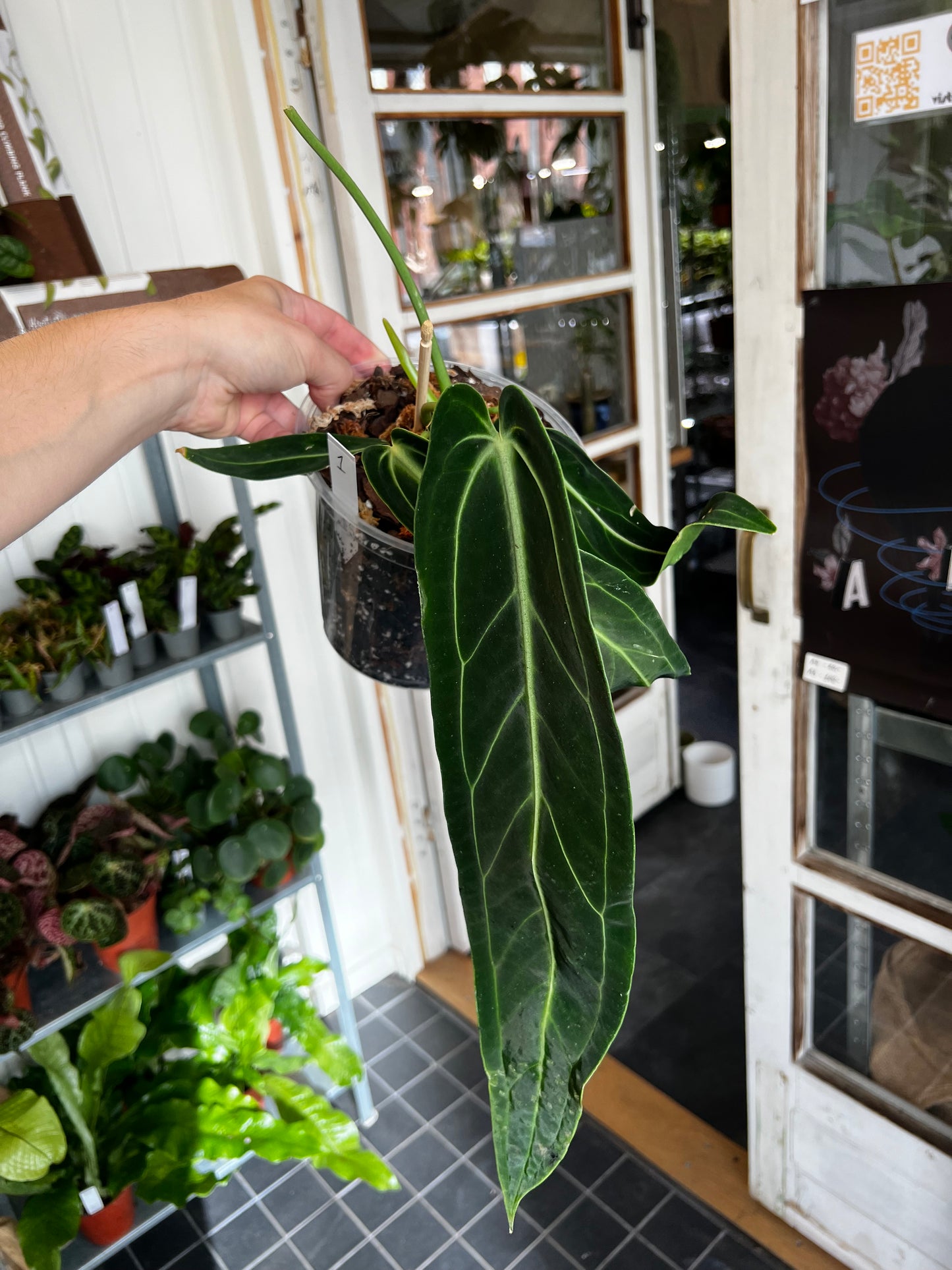 Anthurium Warocqueanum