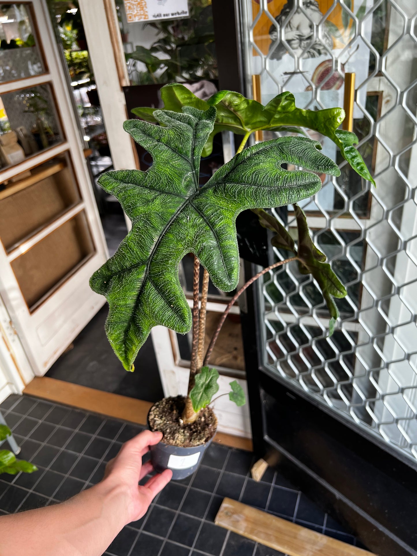 Alocasia Tandurusa 'Jacklyn'