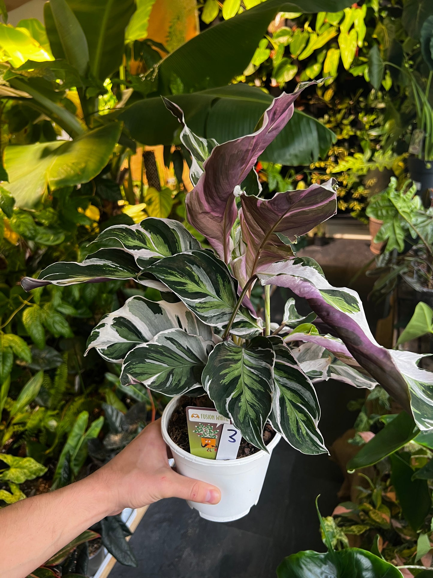 Calathea 'White Fusion' 