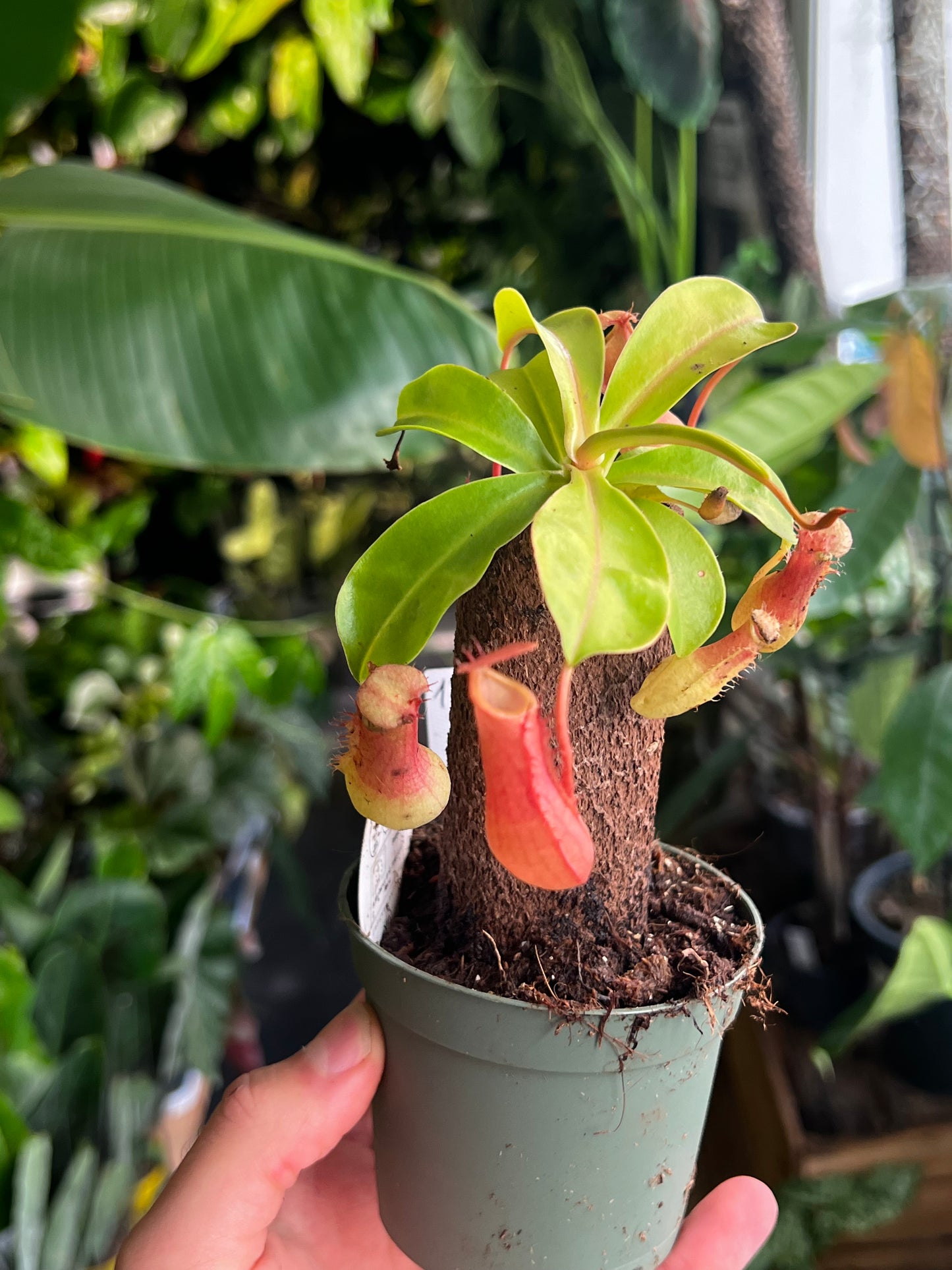 Nepenthes Alata