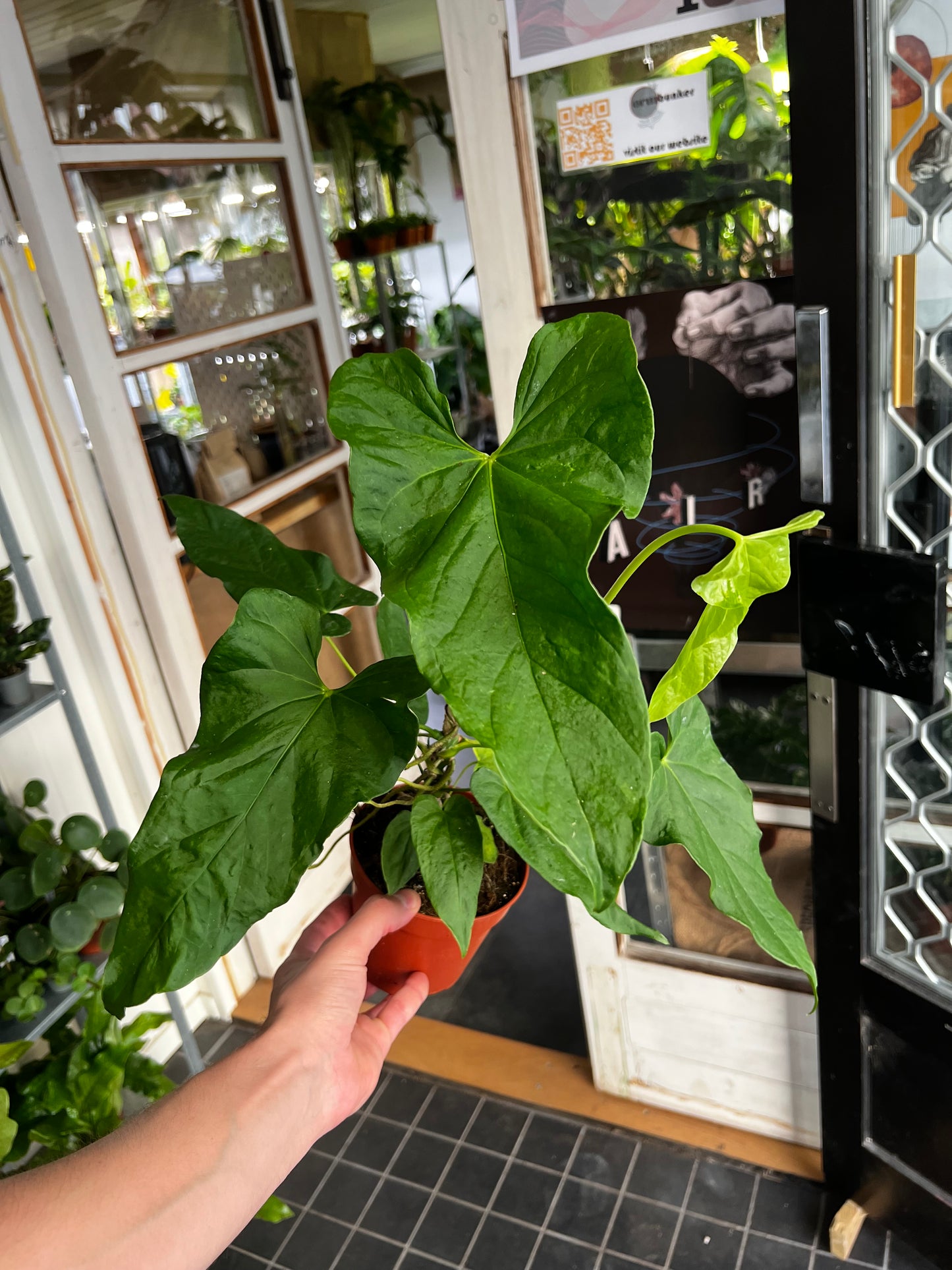 Anthurium Balaoanum