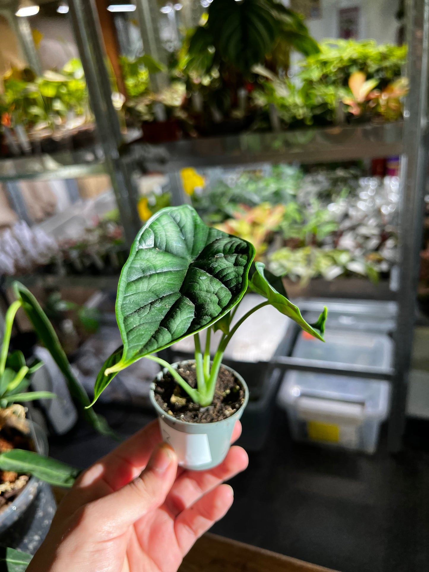 Alocasia Baginda 'Drachenschuppe' 