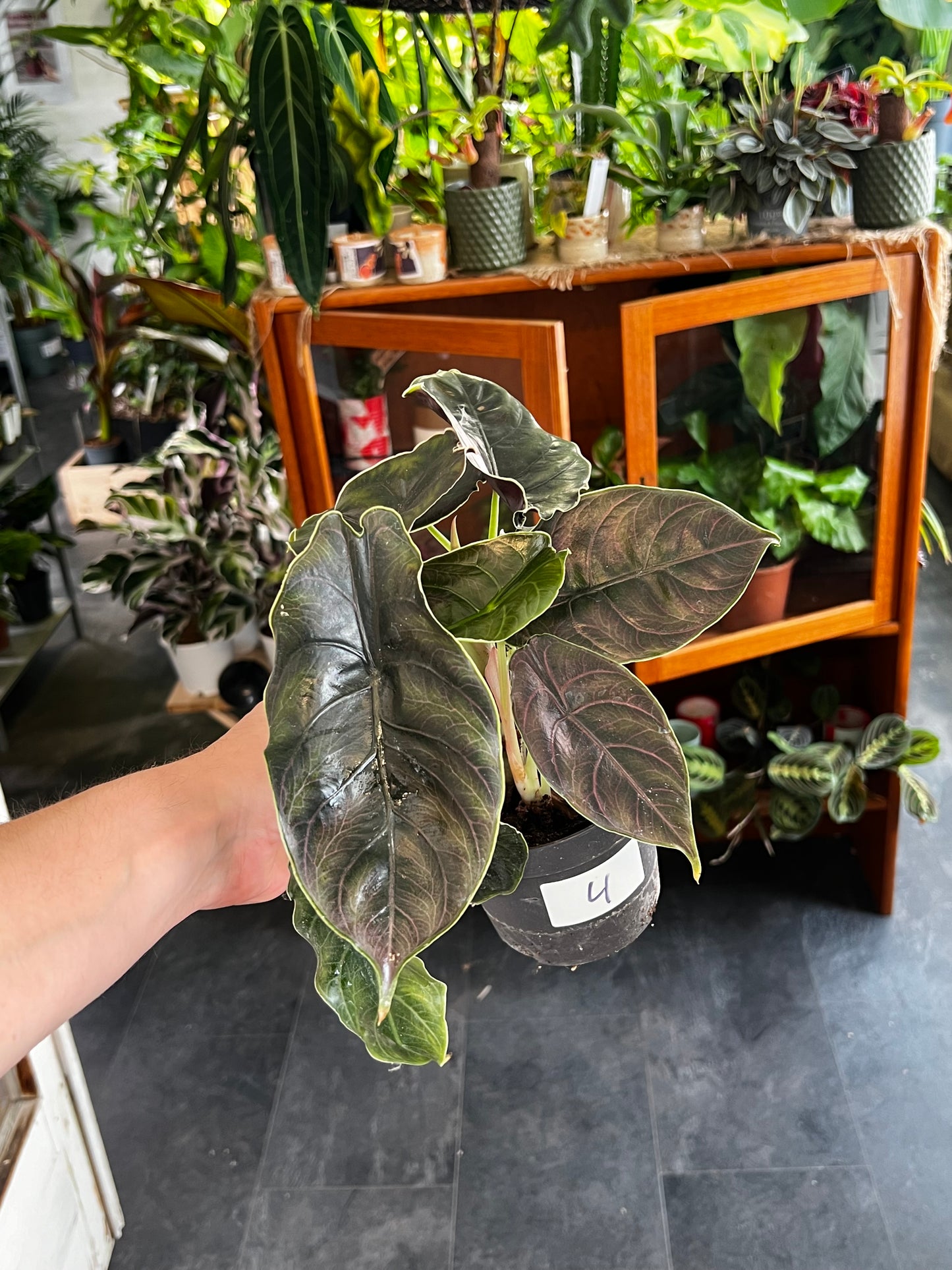 Alocasia Azlanii