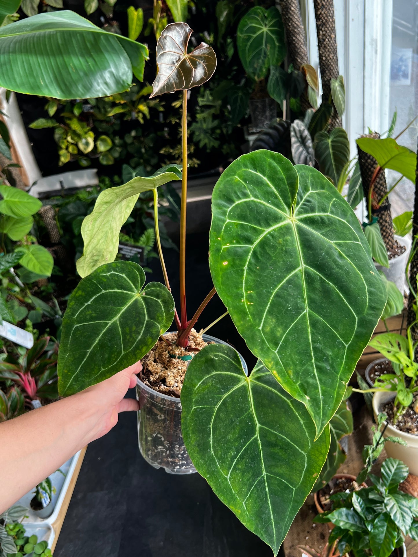 Anthurium Crystallinum