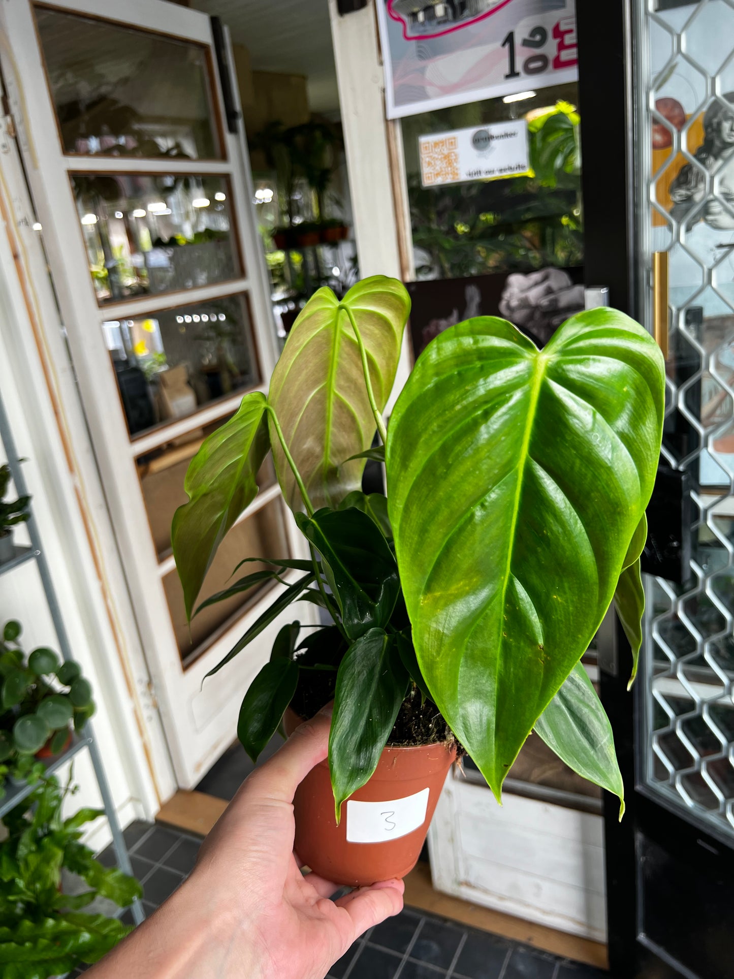 Philodendron Esmeraldense