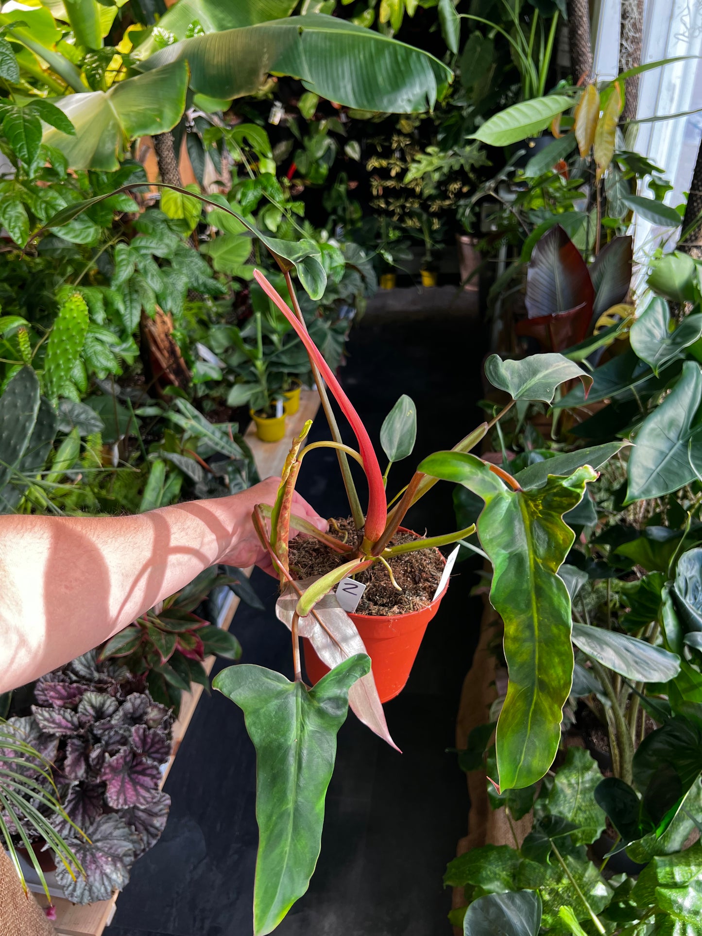 Philodendron Mexicanum