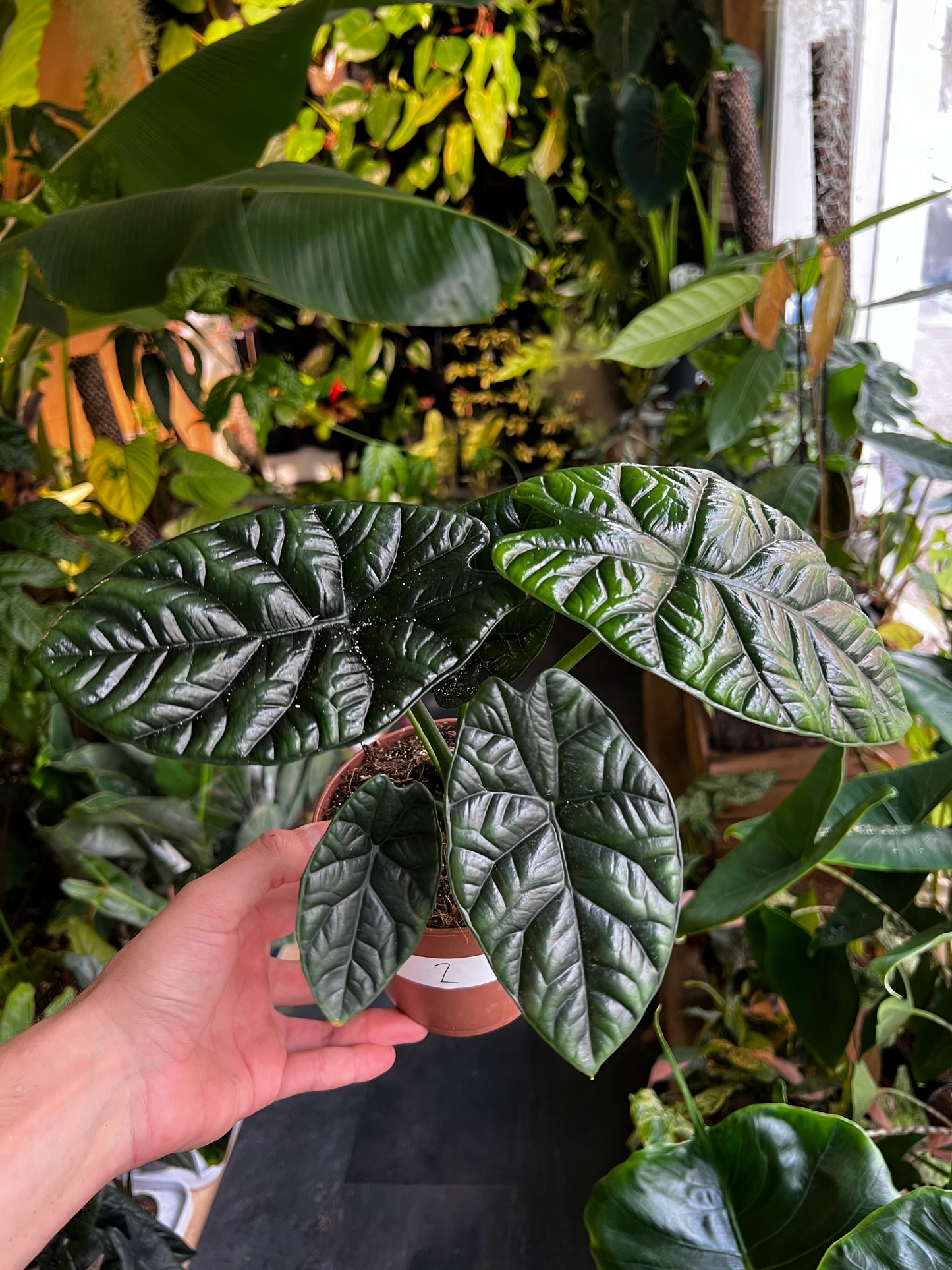 Alocasia sinuata