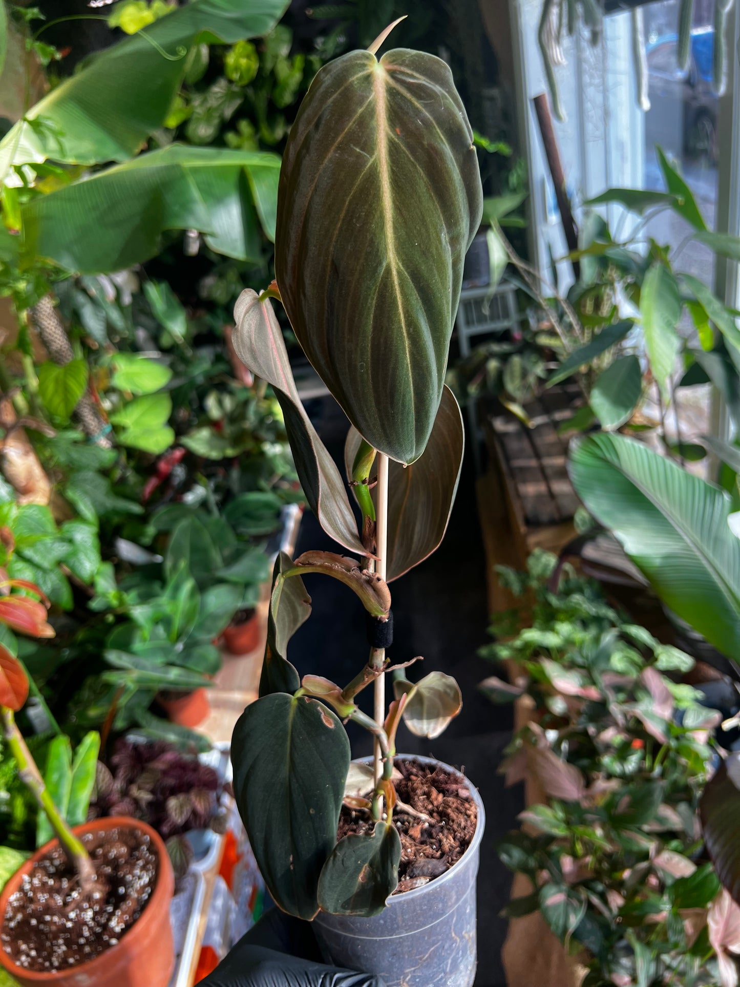 Philodendron Gigas