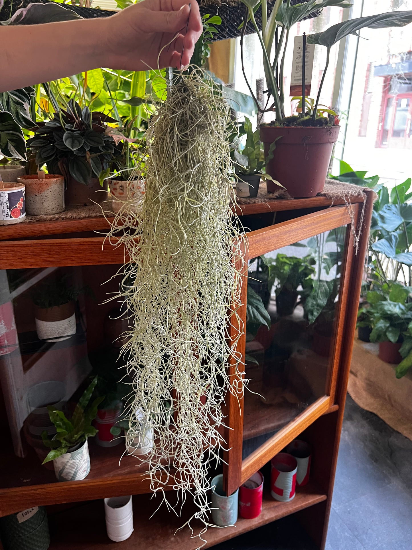 Tillandsia usneoides