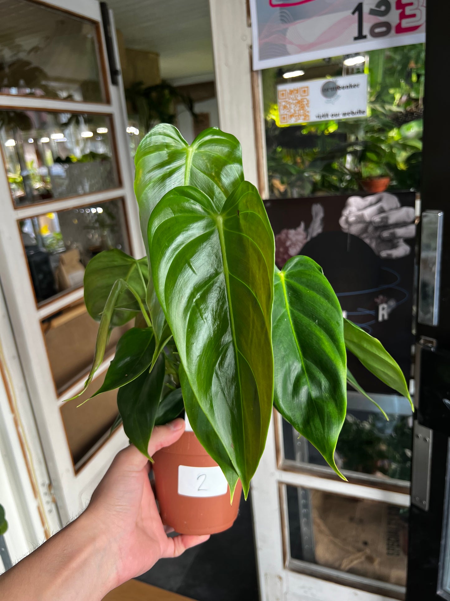 Philodendron Esmeraldense