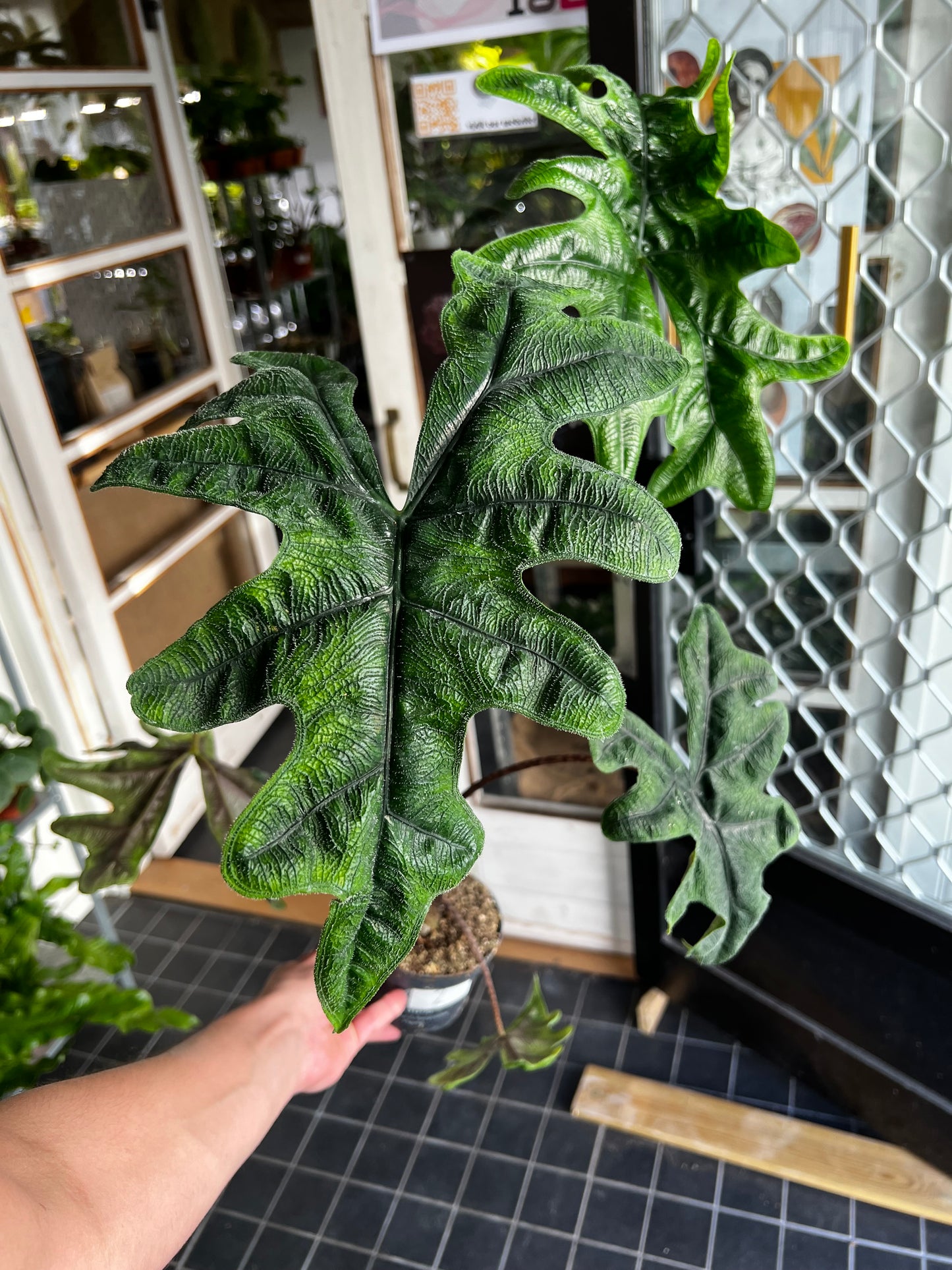 Alocasia Tandurusa 'Jacklyn'