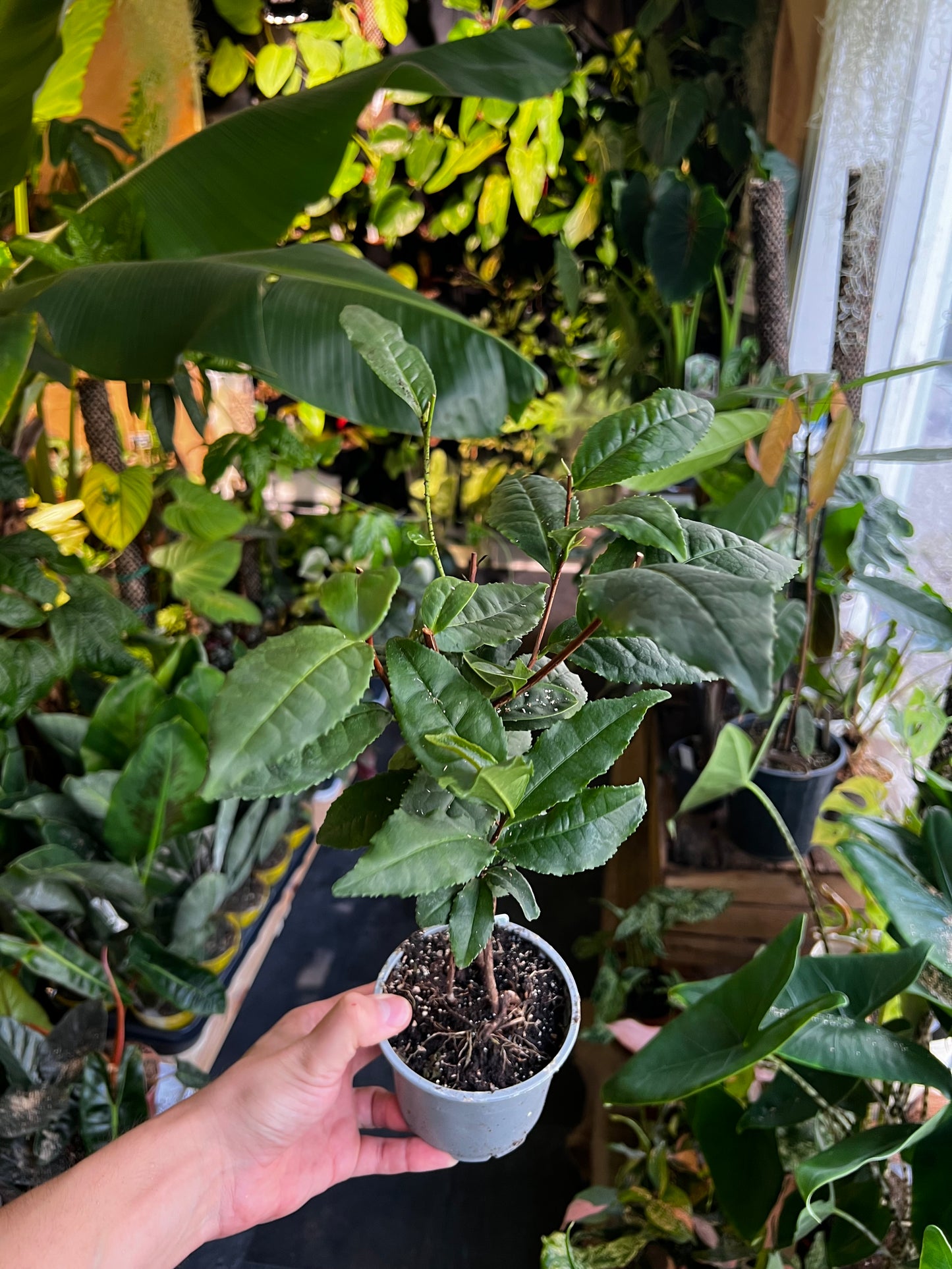 Tea Plant 'Camellia siensis'