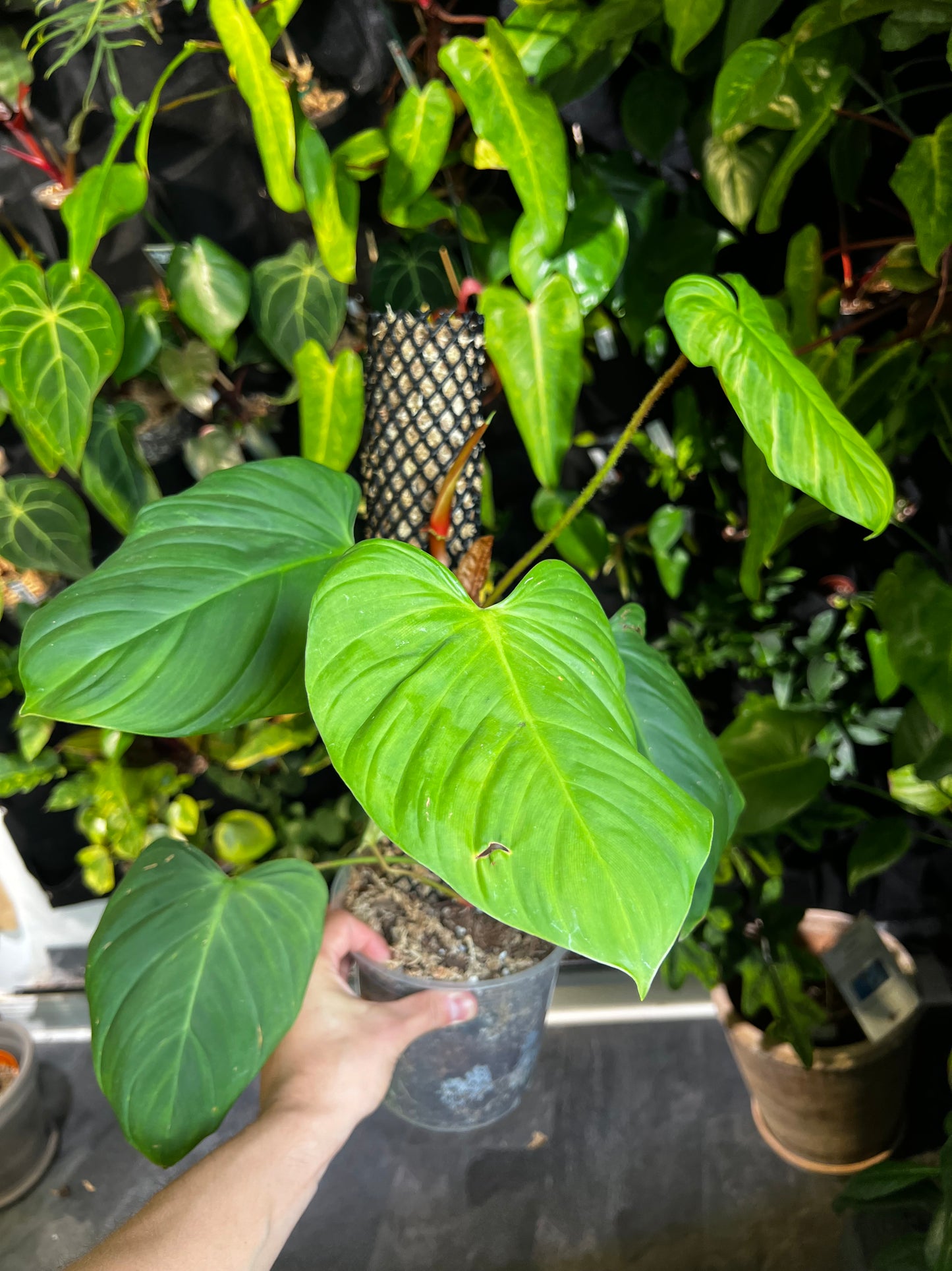 Philodendron nangaritense 'Fuzzy Petiole'