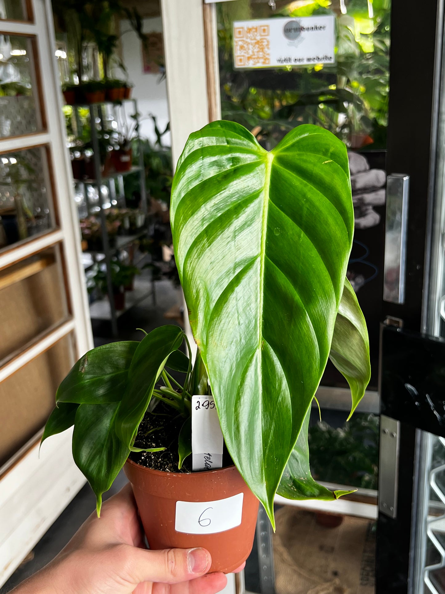 Philodendron Esmeraldense