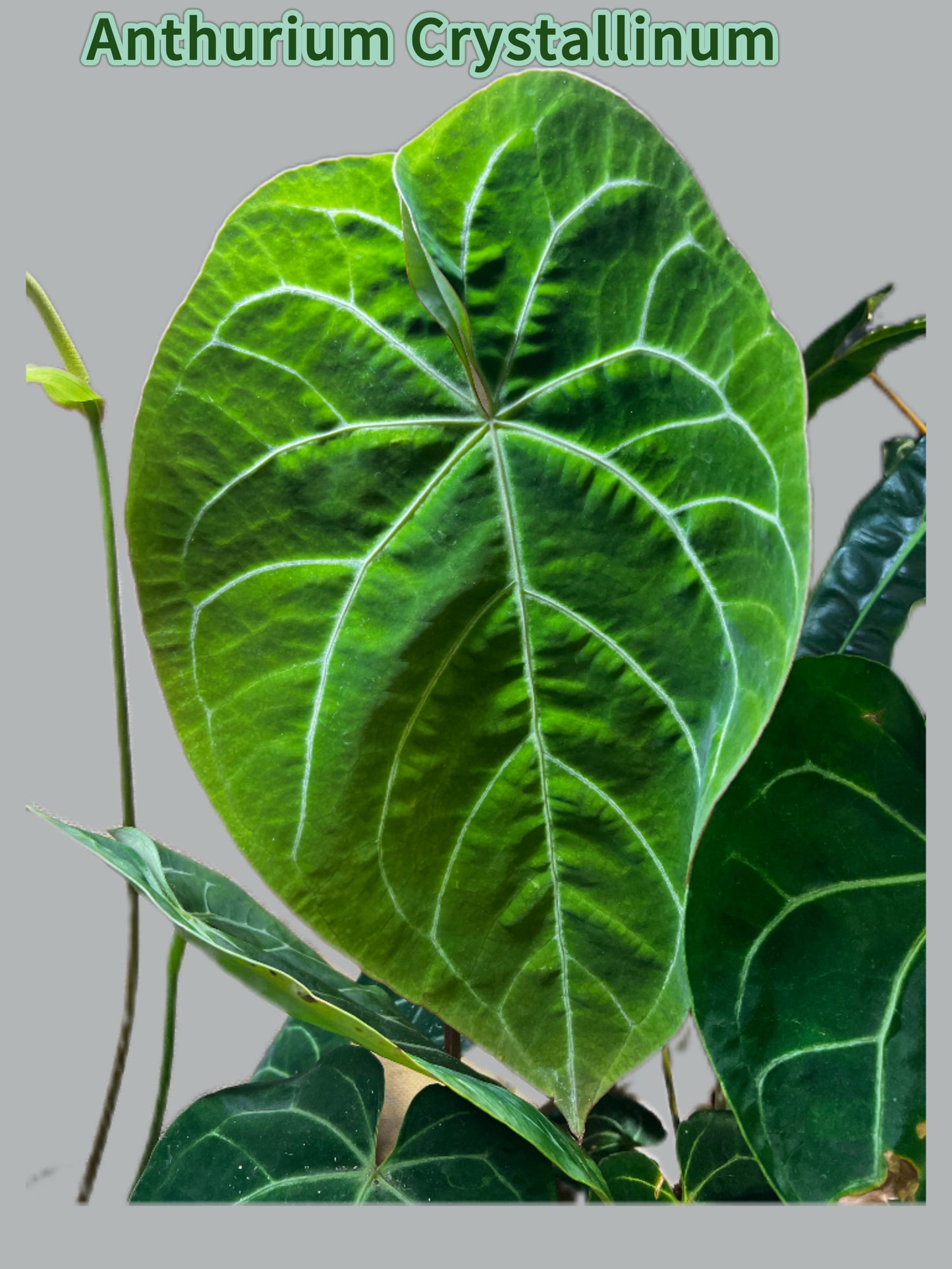 Anthurium Crystallinum