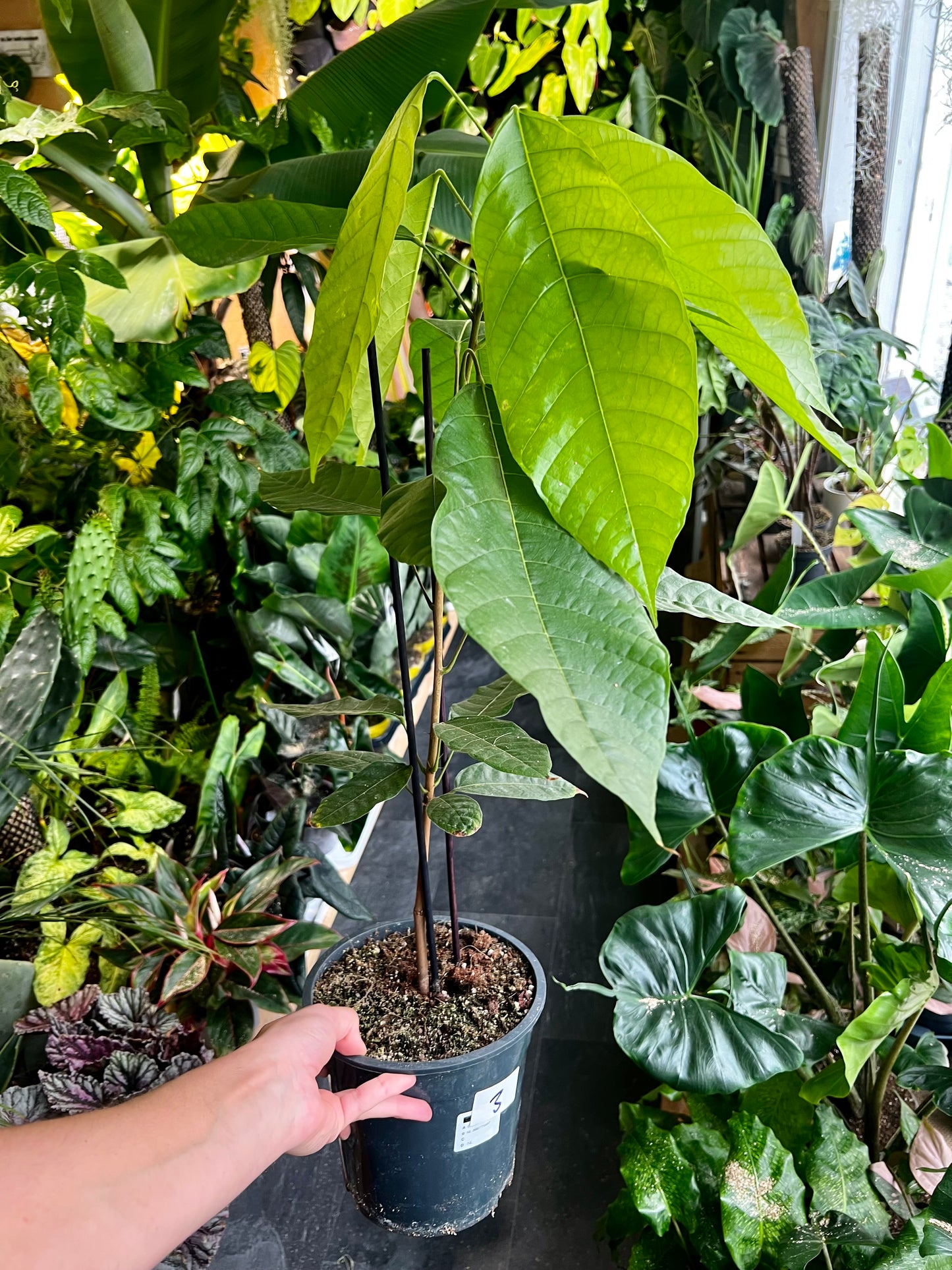 Cacao tree, 'Theobroma cacao'