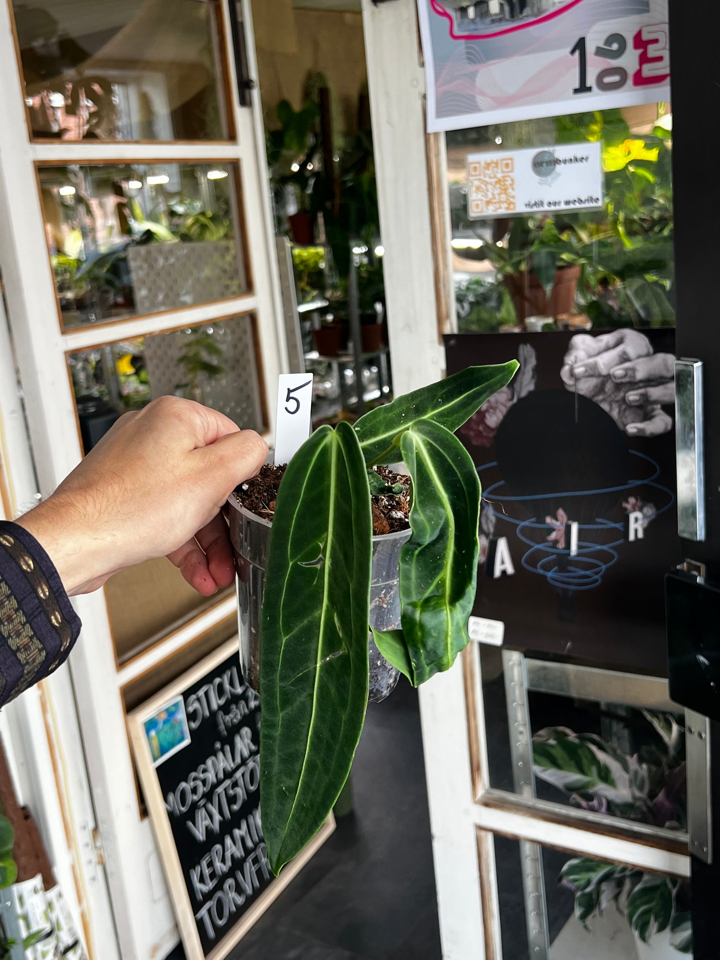 Anthurium Warocqueanum