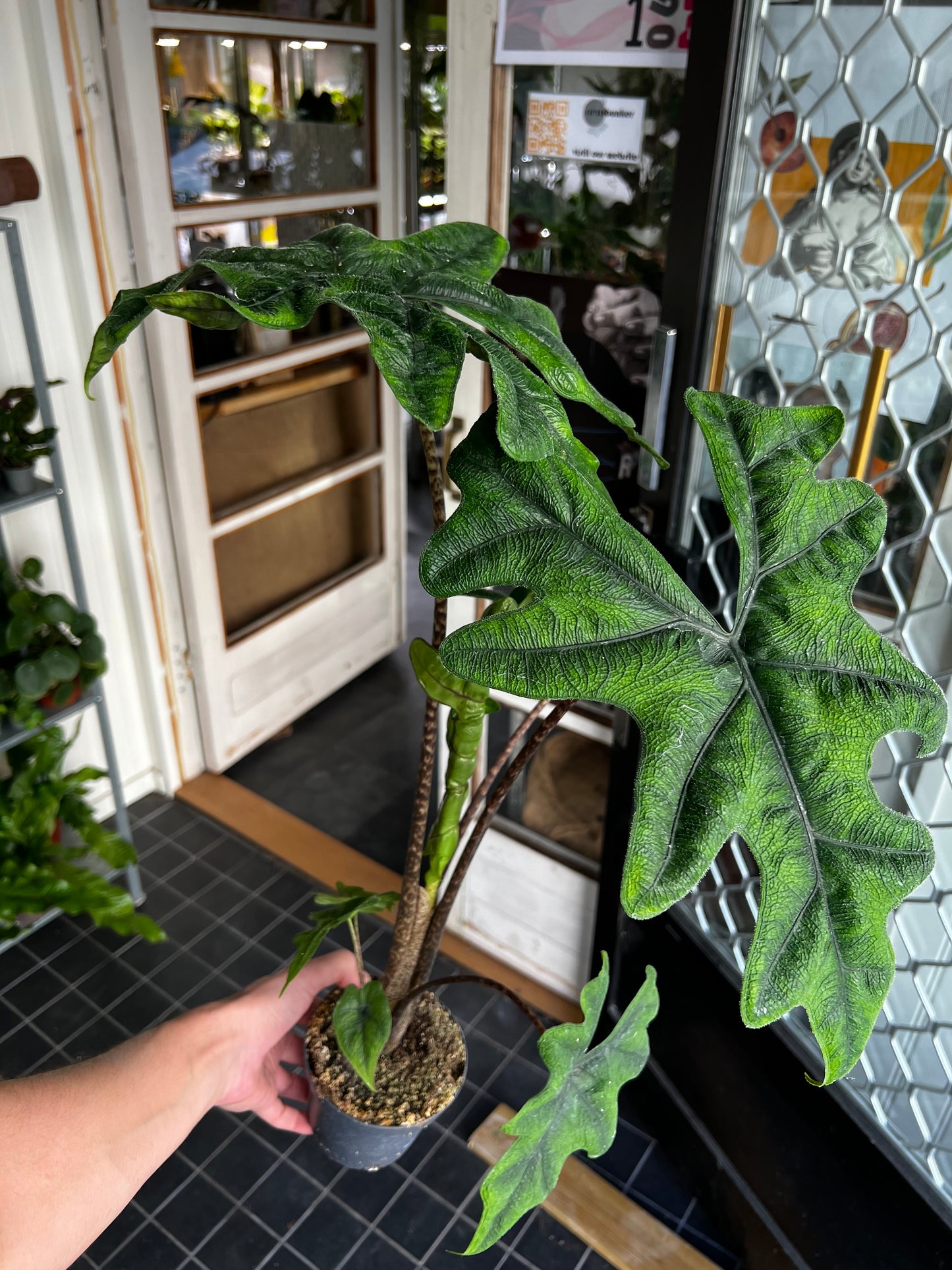 Alocasia Tandurusa 'Jacklyn'