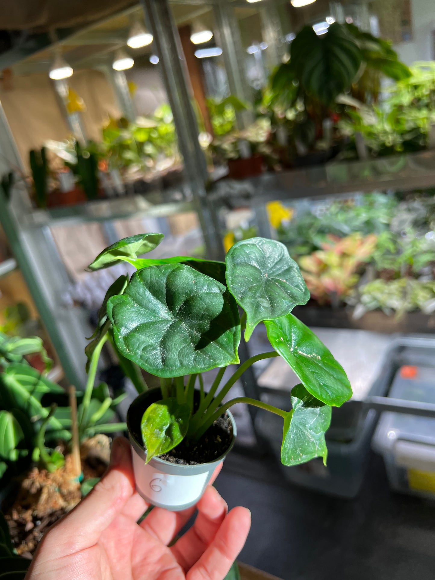 Alocasia Baginda 'Drachenschuppe' 