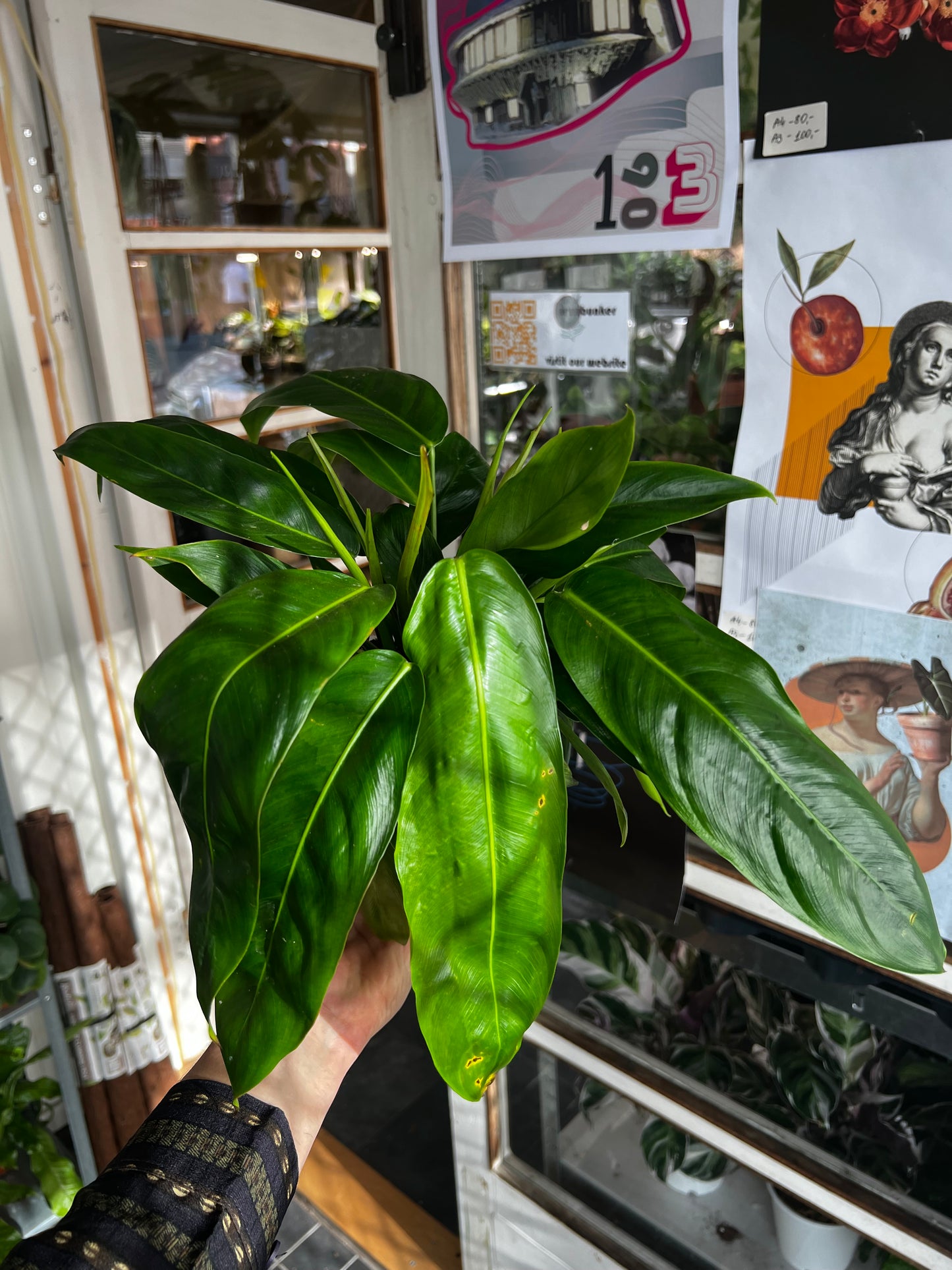 Philodendron Patriciae