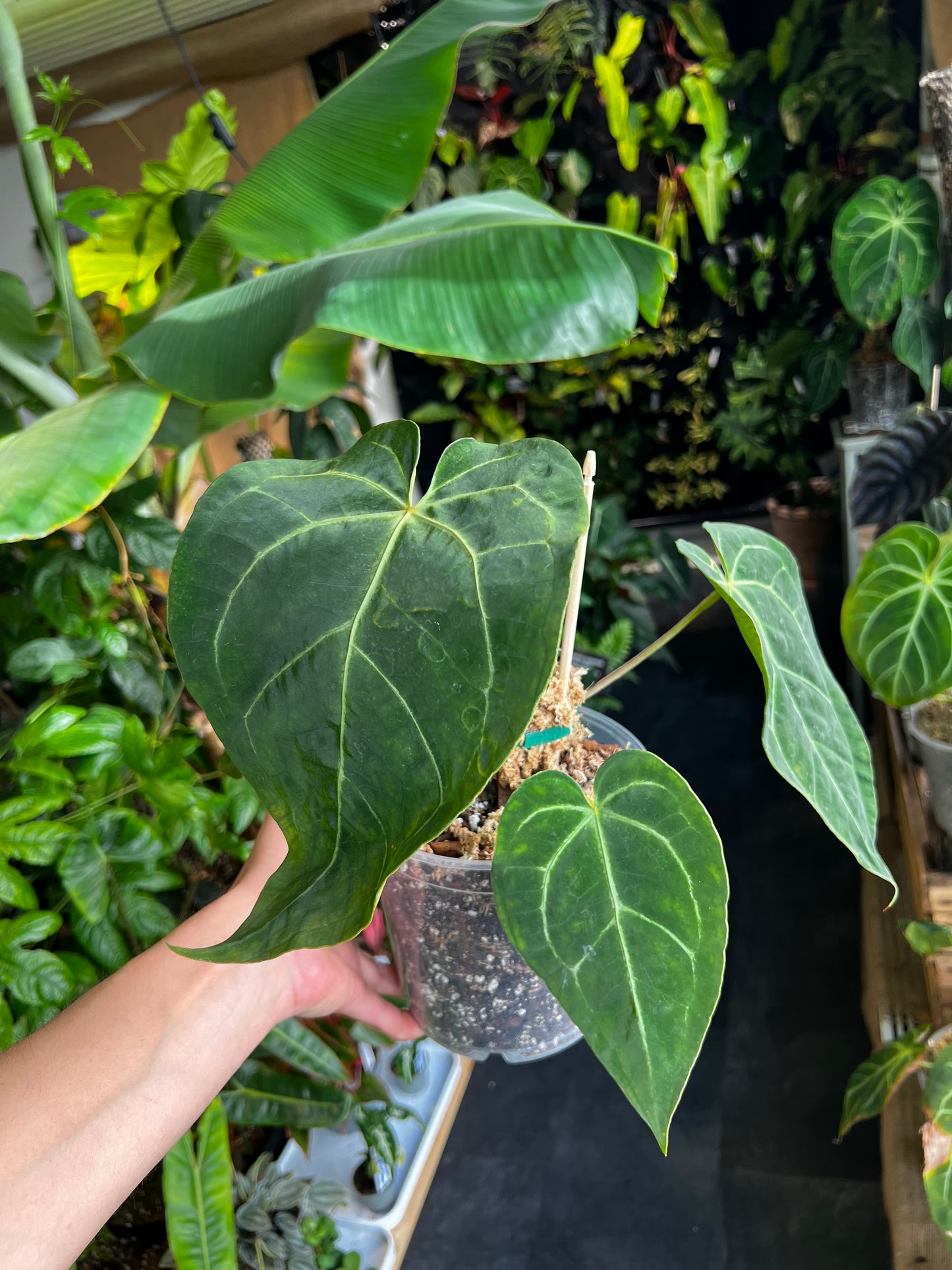 Anthurium Crystallinum