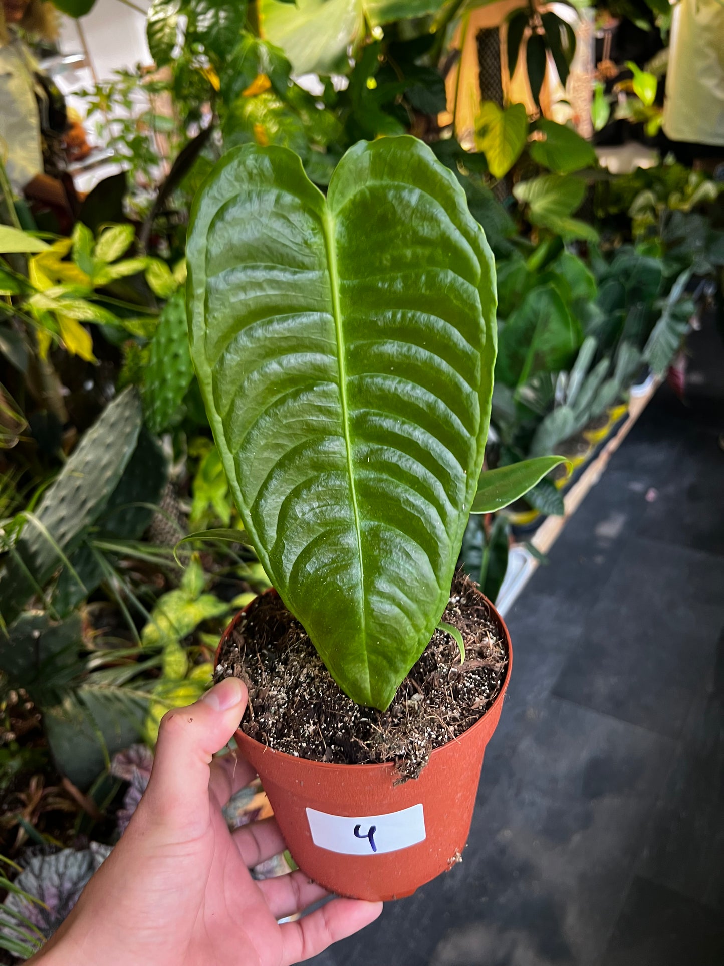 Anthurium Veitchii