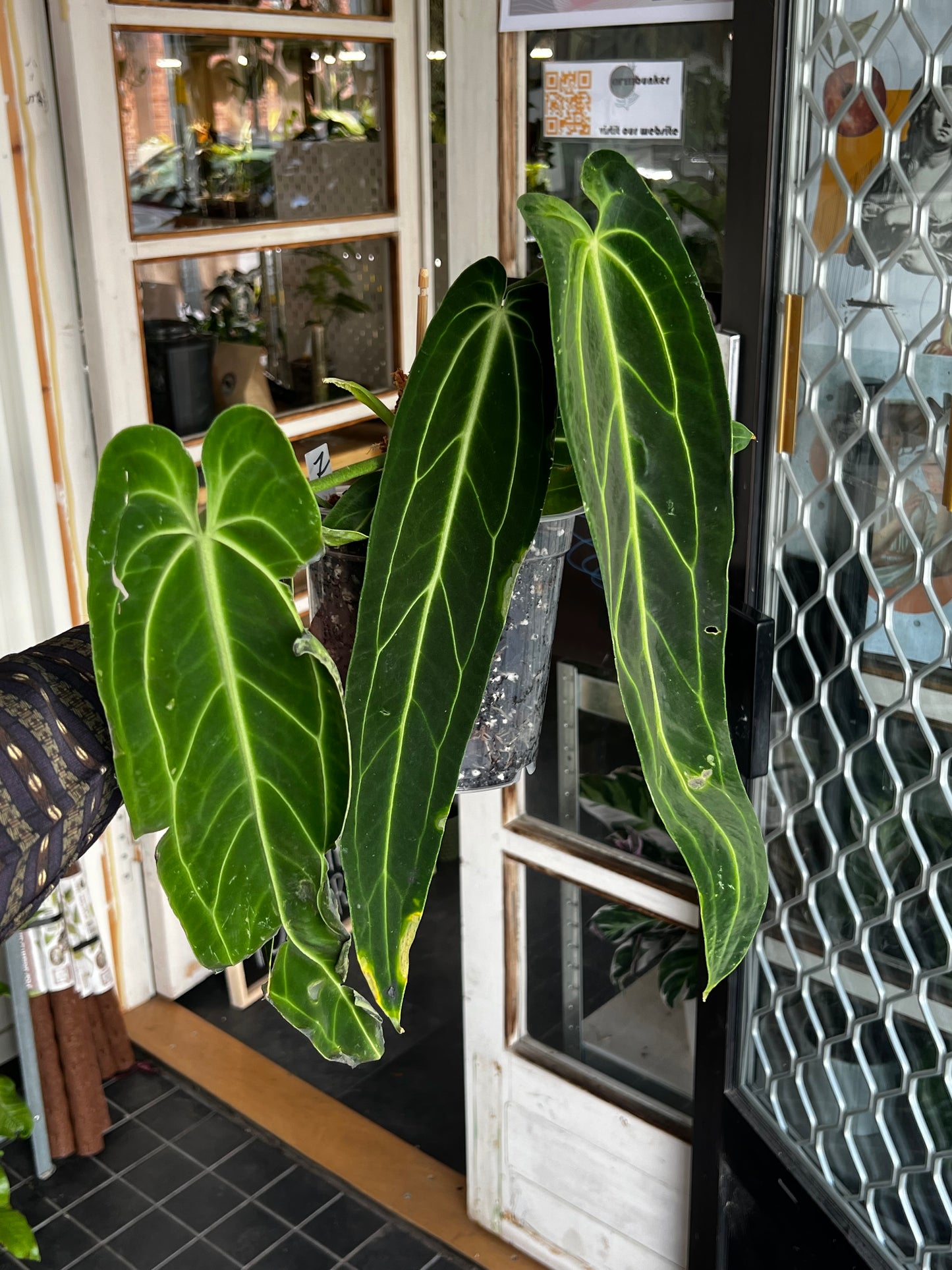 Anthurium Warocqueanum