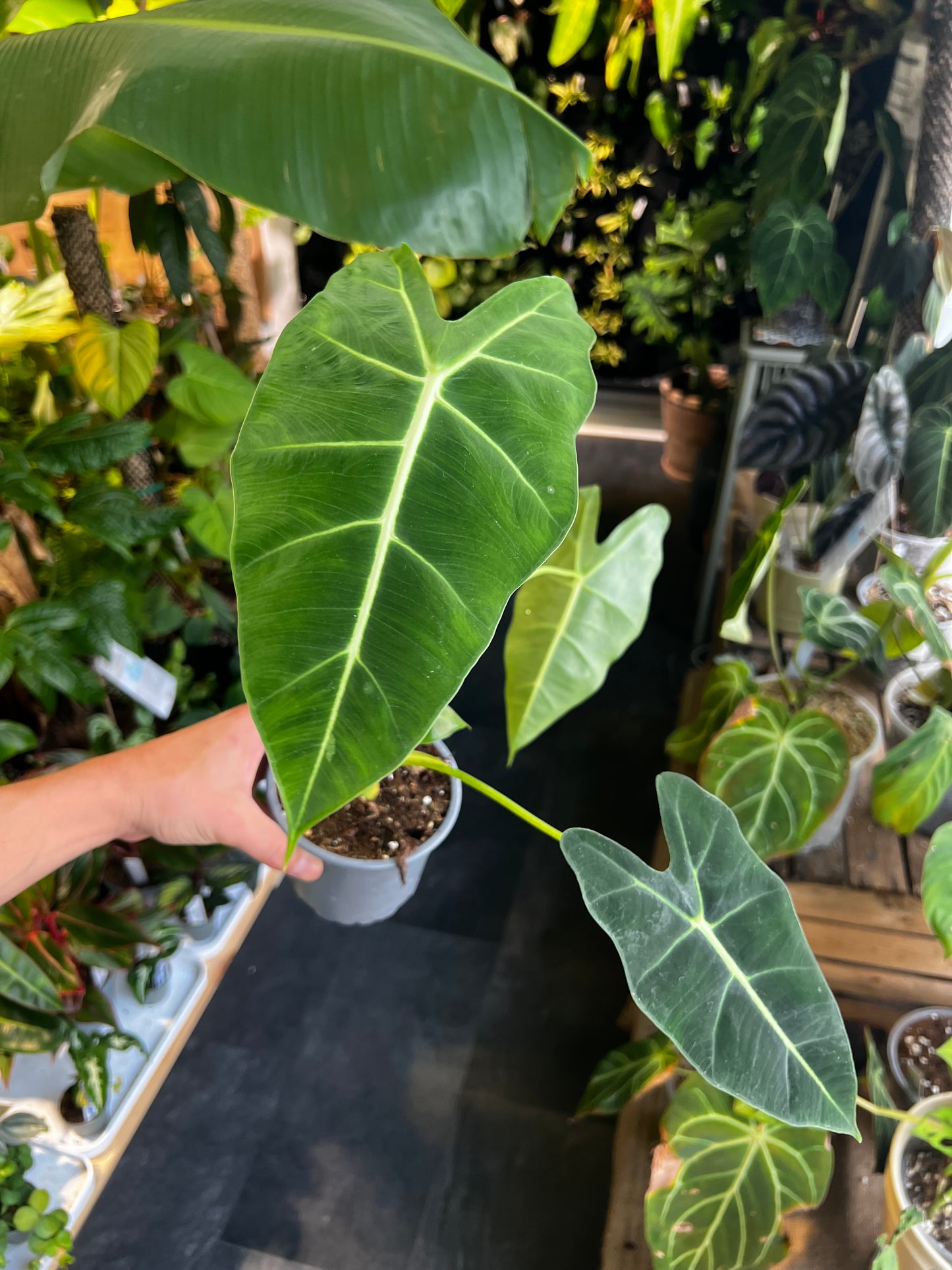 Alocasia micholitziana 'Frydek'