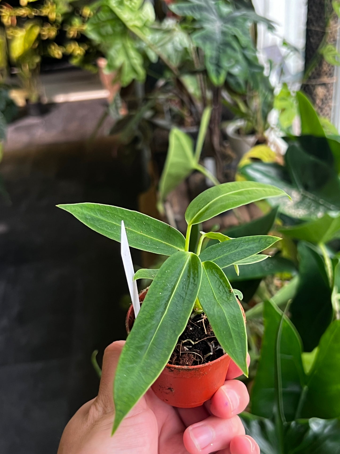 Anthurium Warocqueanum