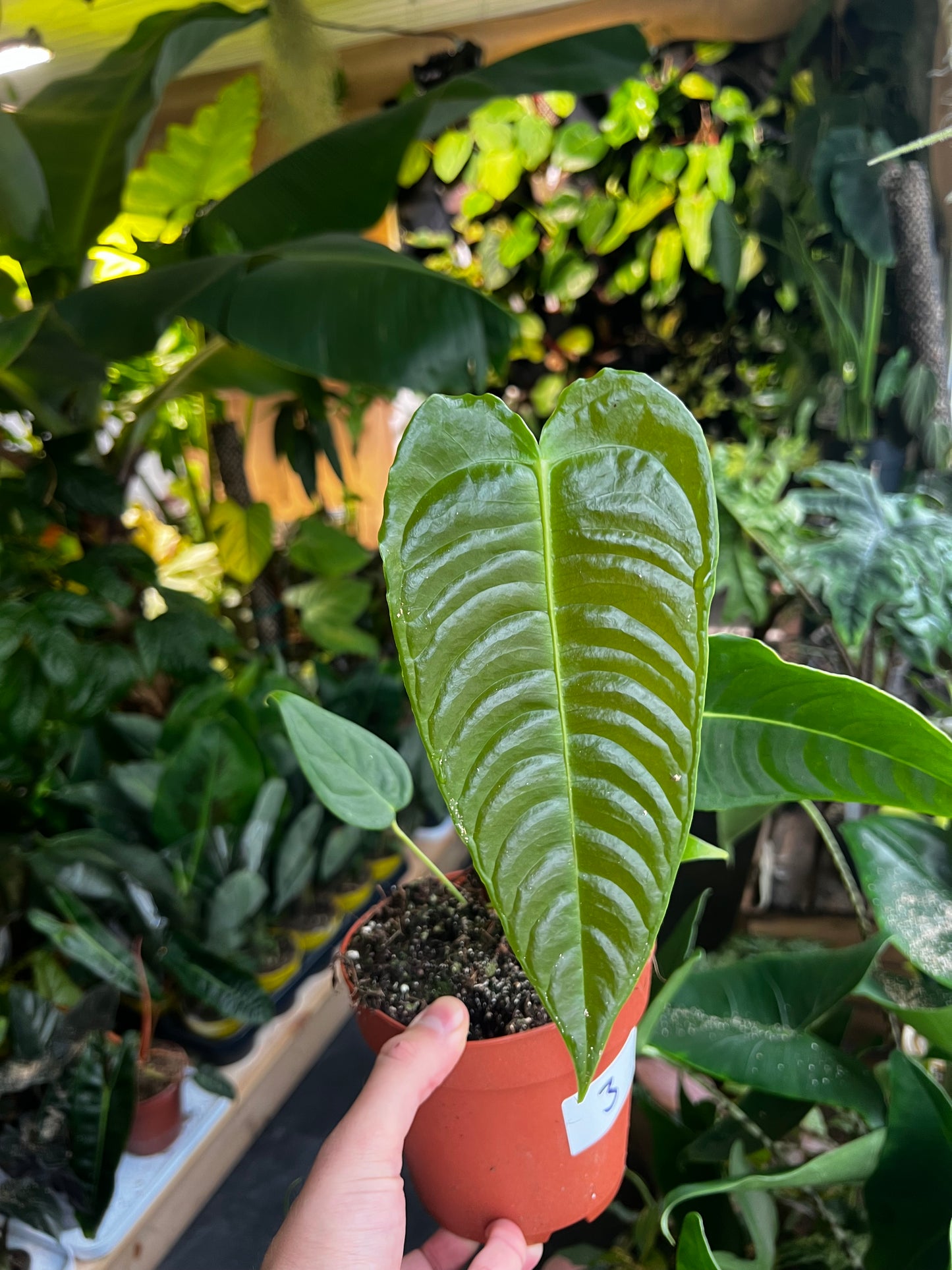 Anthurium Veitchii