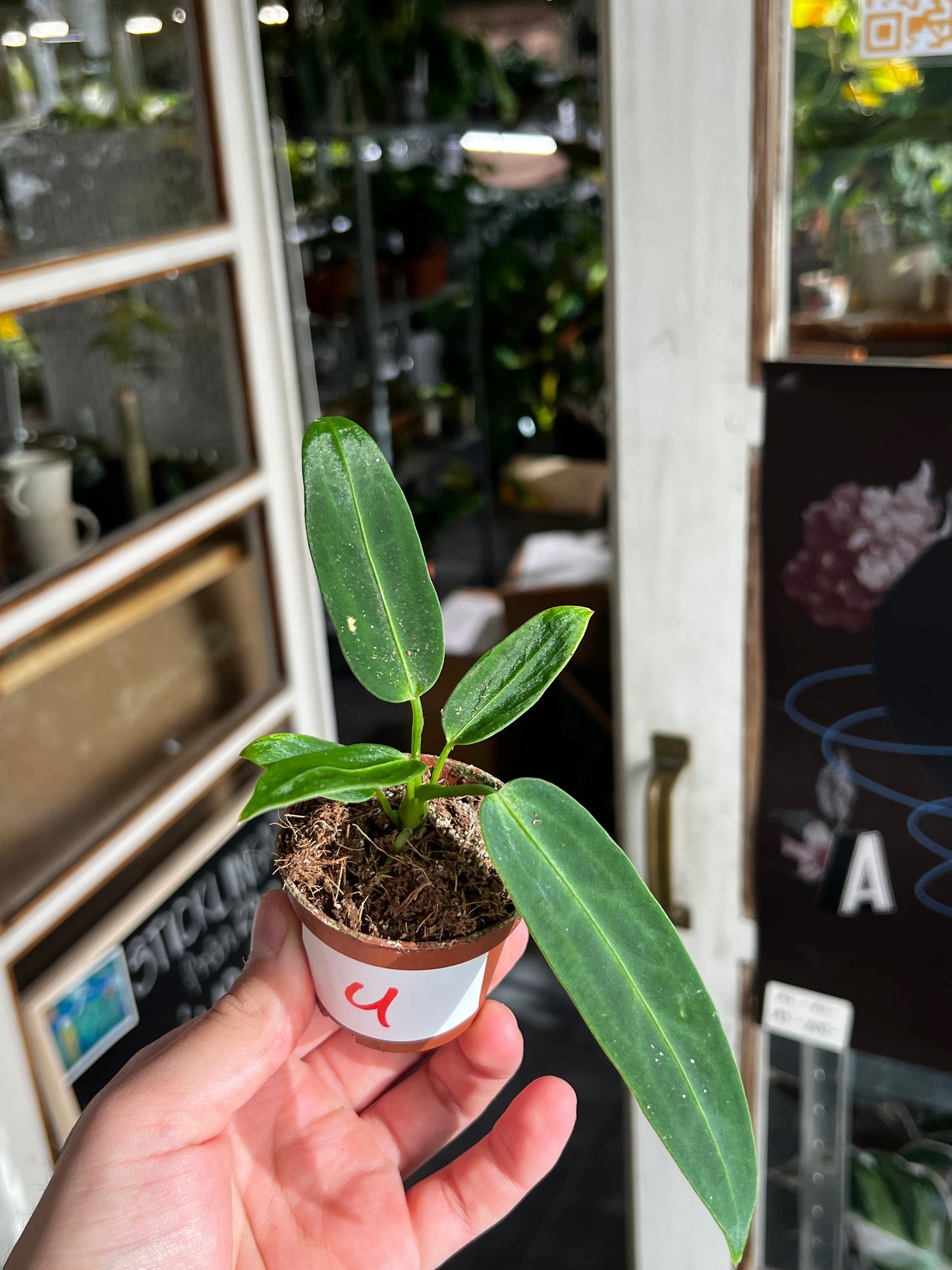 Anthurium Warocqueanum