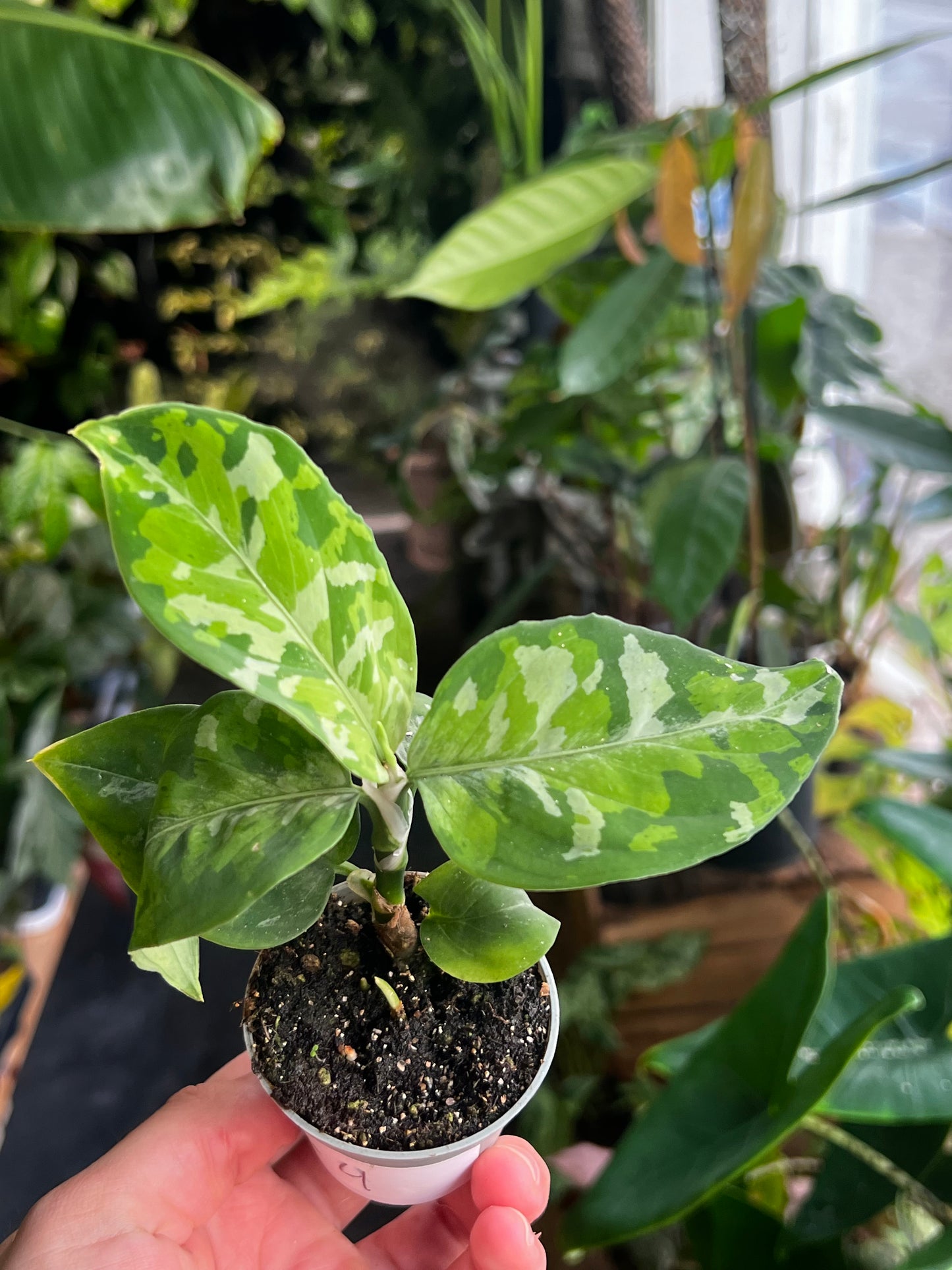 Aglaonema Tricolor 'Camouflage'