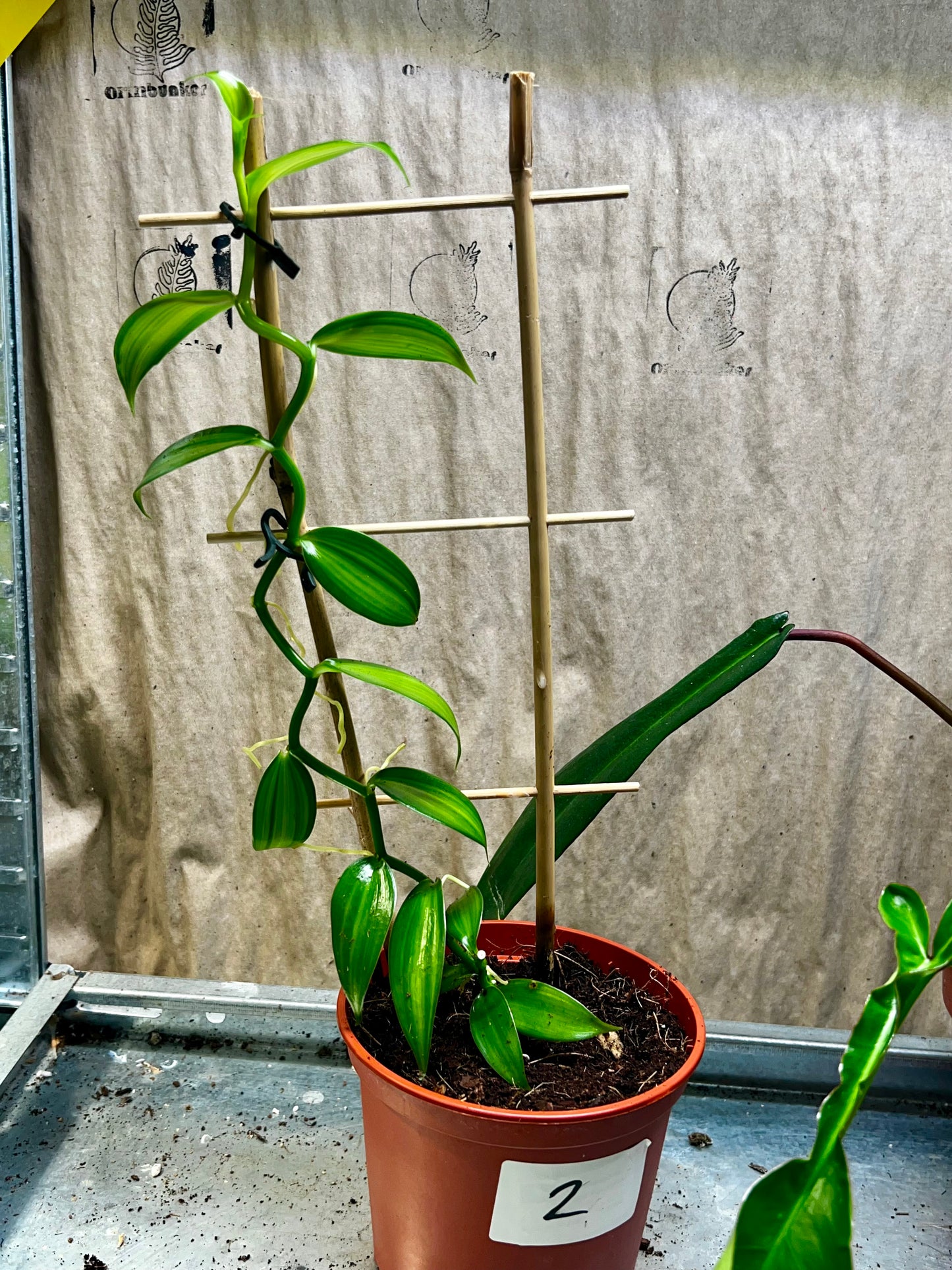 Äkta Vaniljorkidé 'Vanilla planifolia' Variegerad