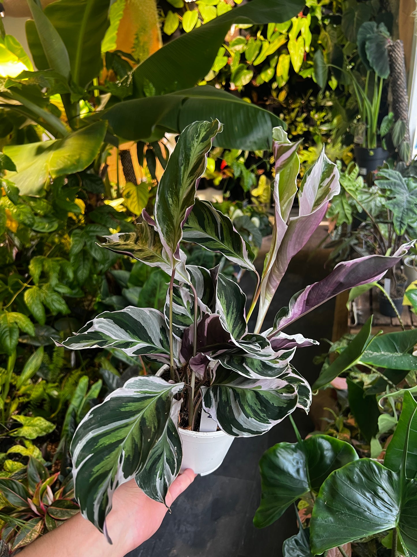 Calathea 'White Fusion' 